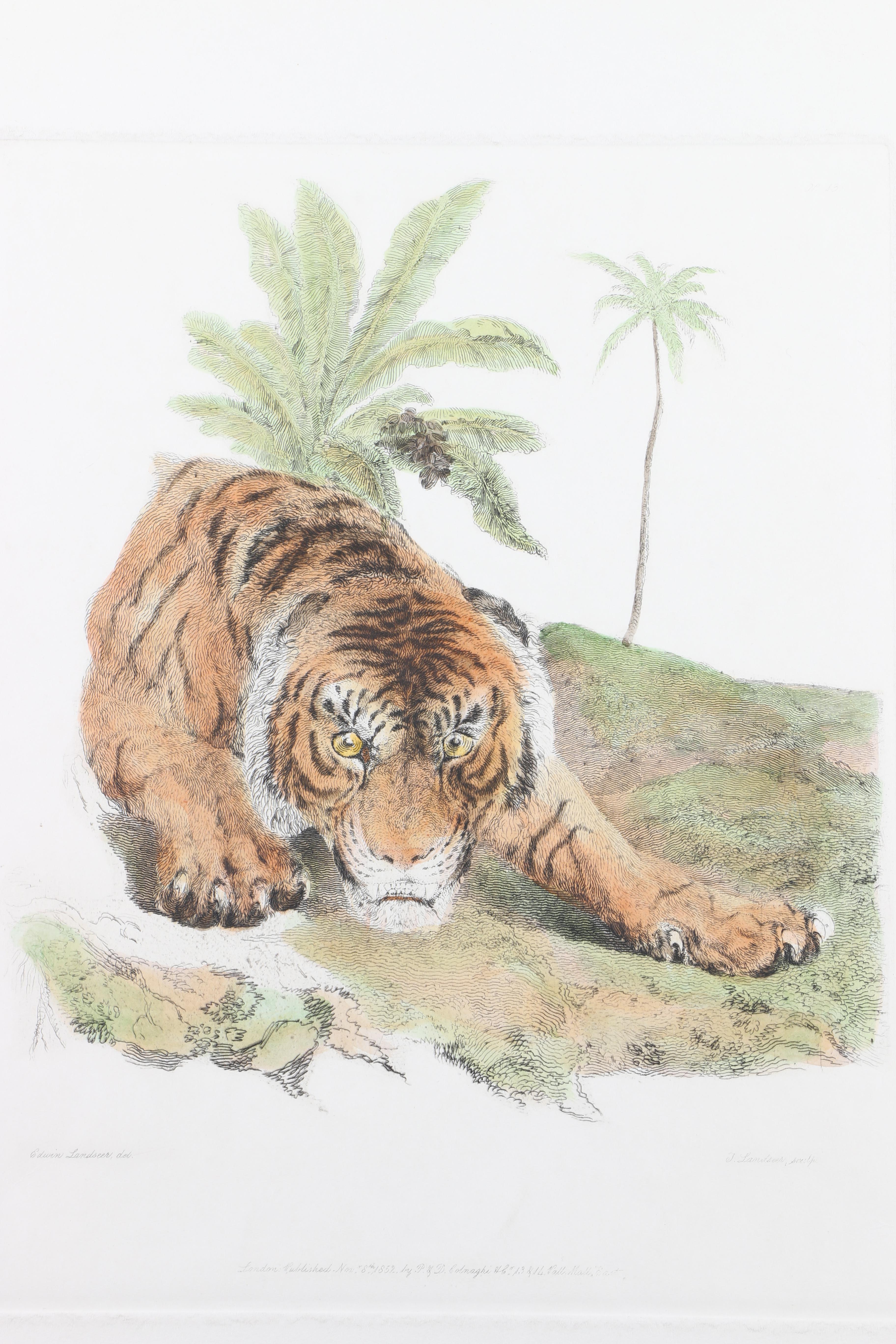 Hand-Colored Etchings of Animals