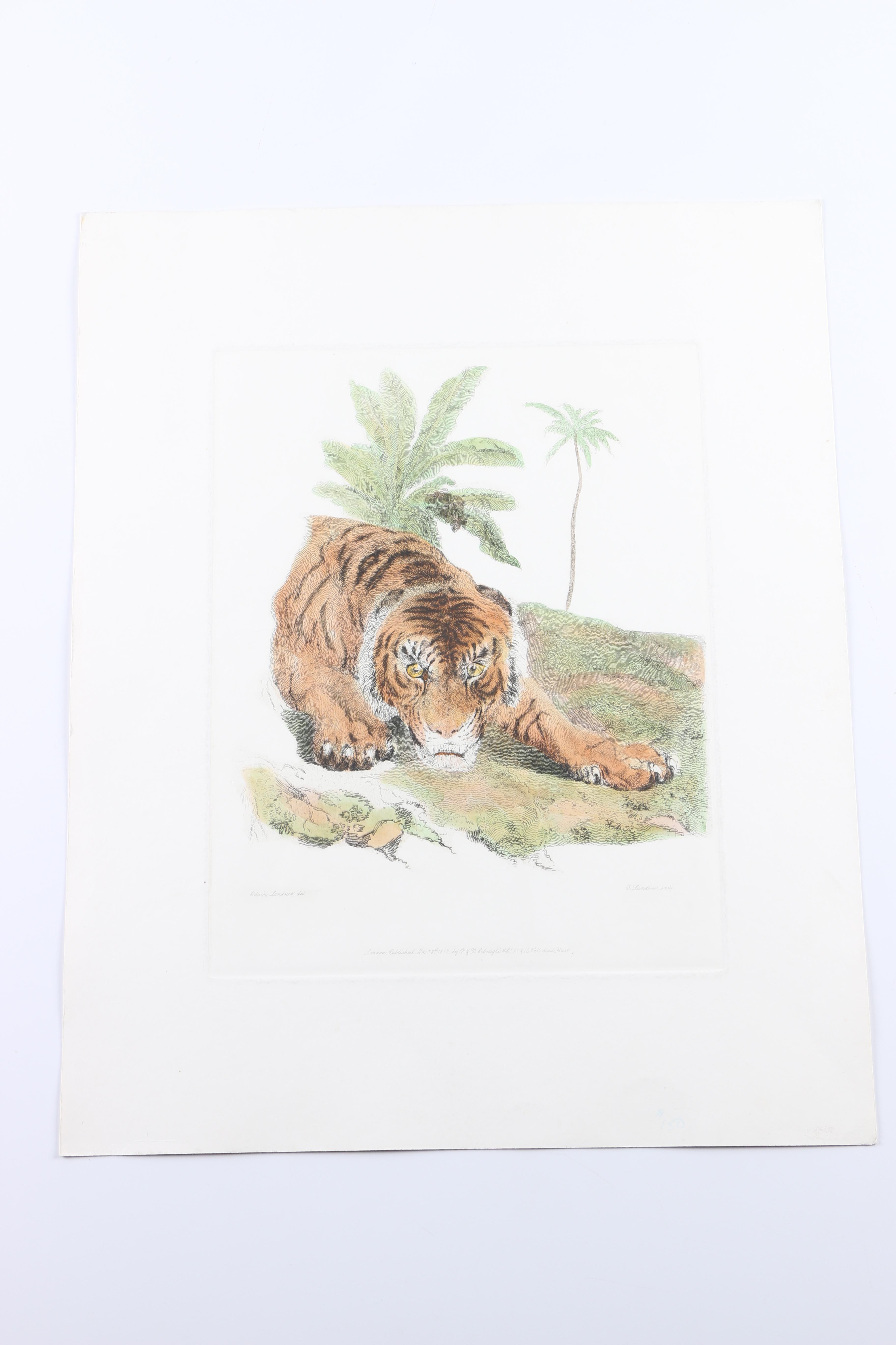 Hand-Colored Etchings of Animals