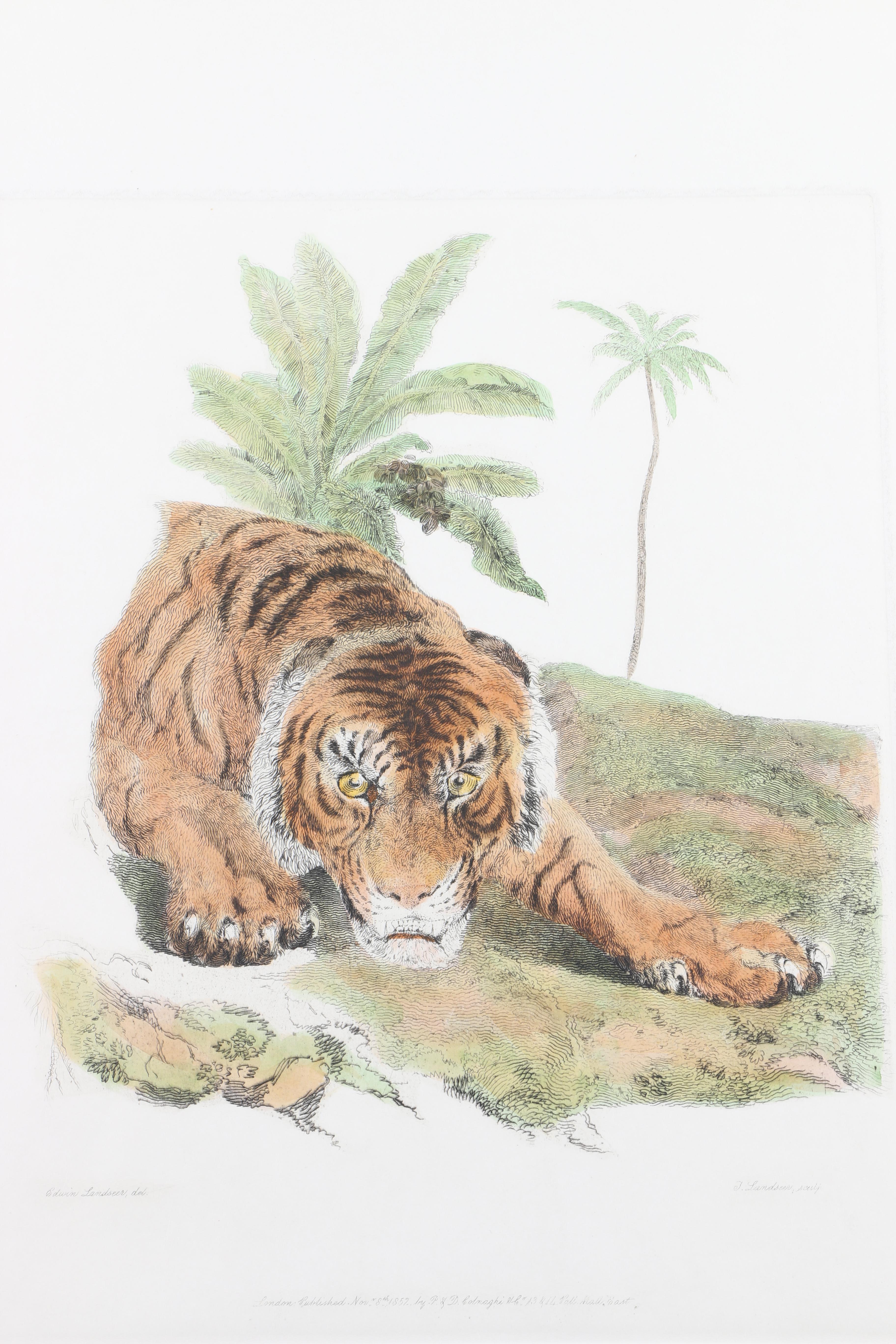 Hand-Colored Etchings of Animals