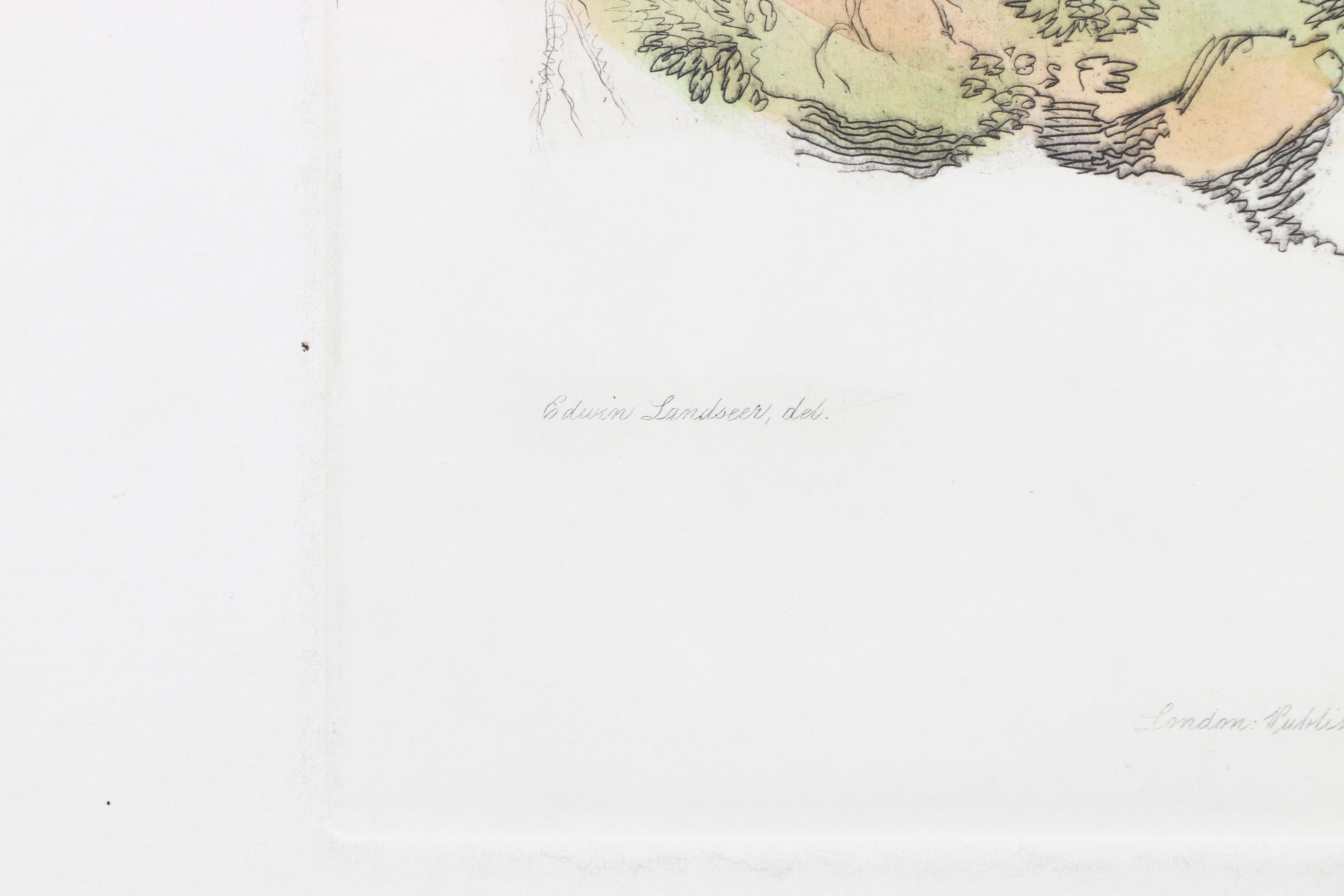 Hand-Colored Etchings of Animals