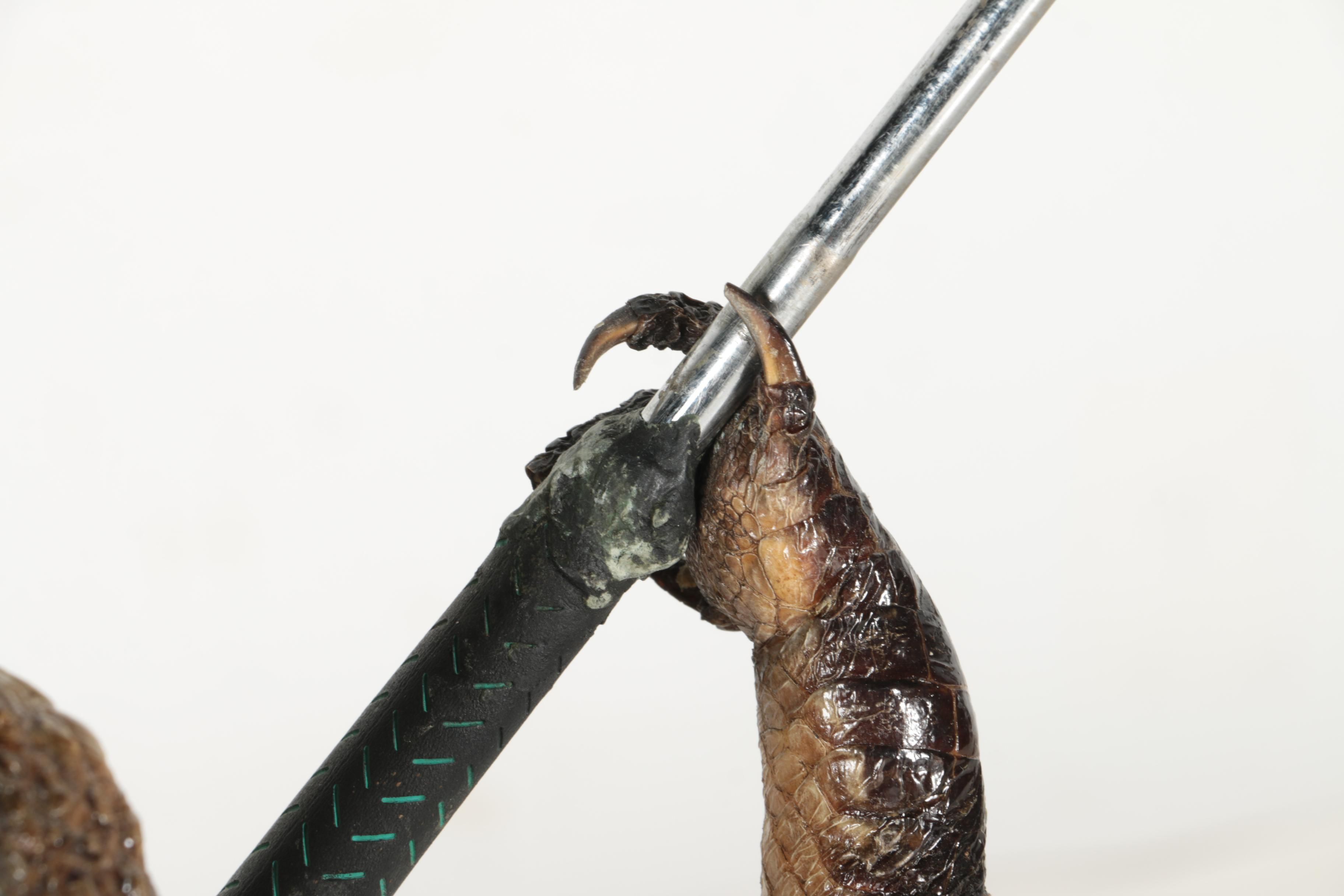 Taxidermy Alligator With Golf Club