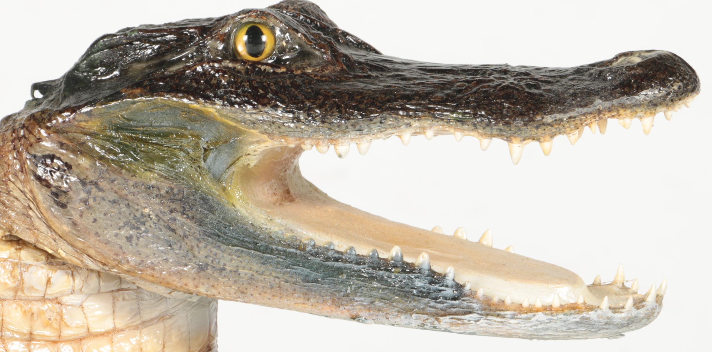 Taxidermy Alligator With Golf Club