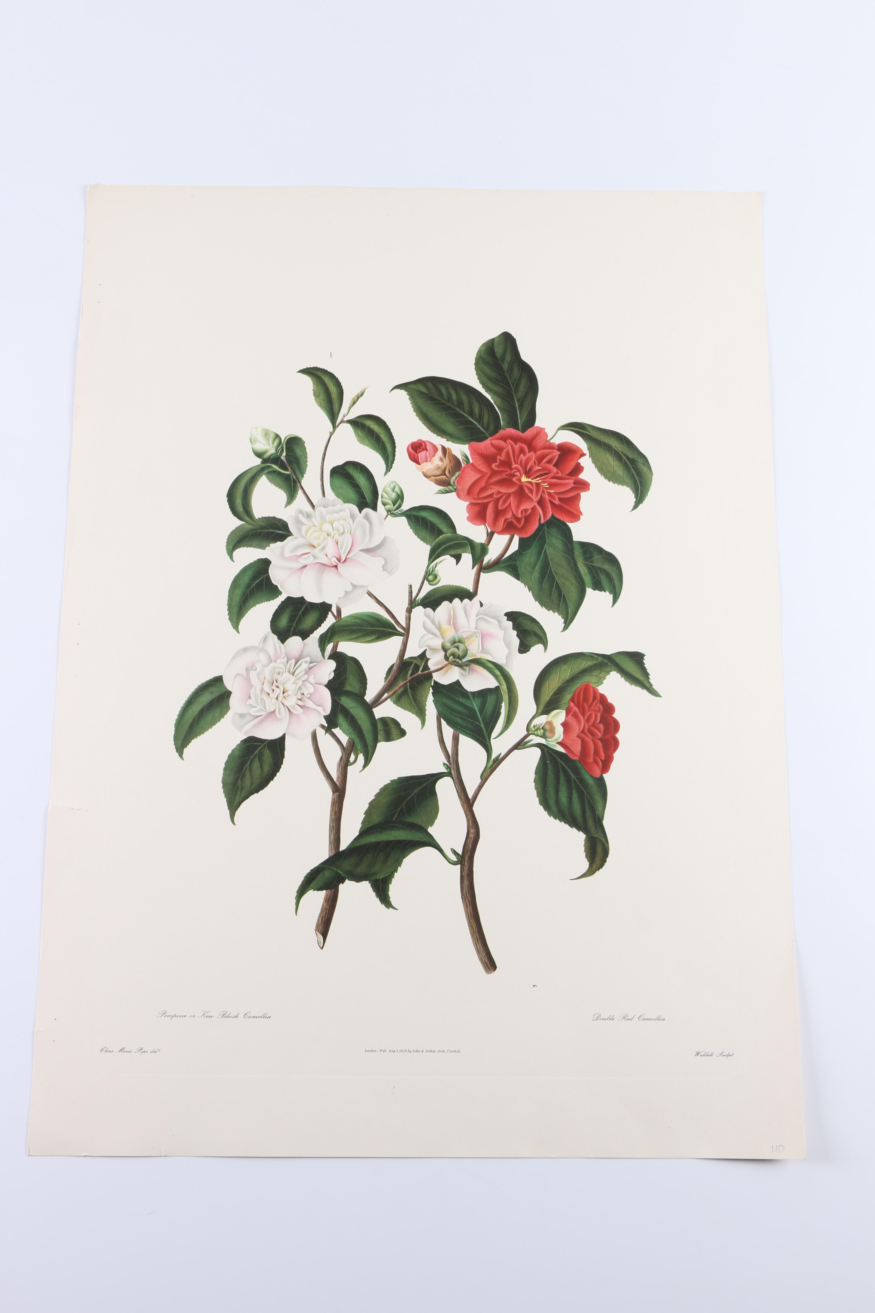 Floral Themed Prints