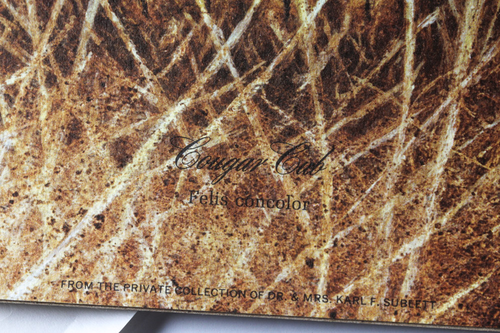 Jim Oliver Limited Edition Offset Lithograph Cub Collection