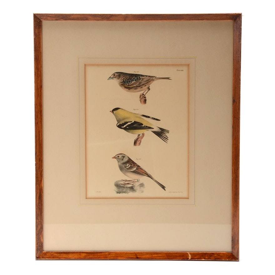 John William Hill 1844 Ornithological Stone Lithograph