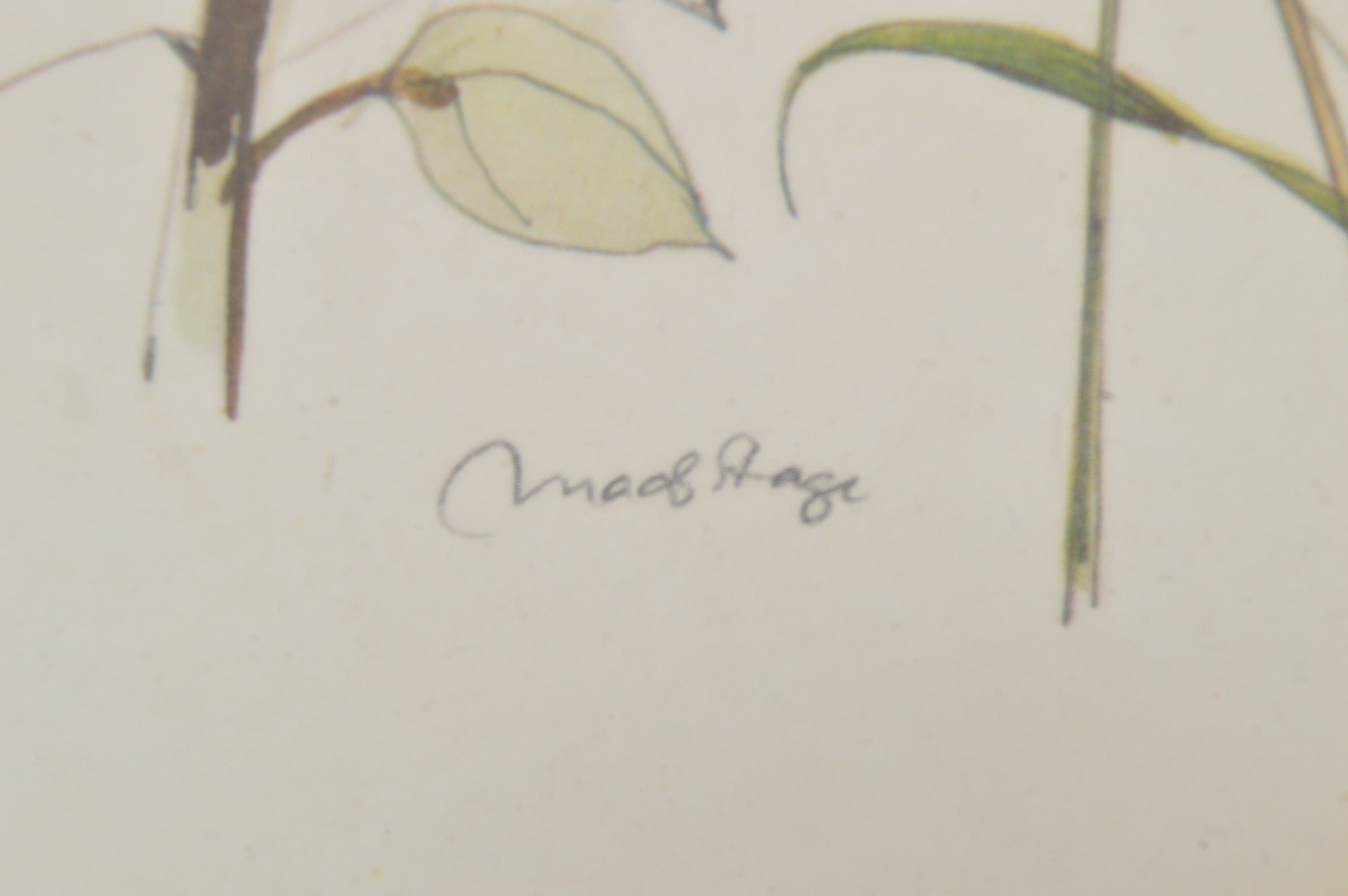 Pair of Offset Lithographs of Wildflowers