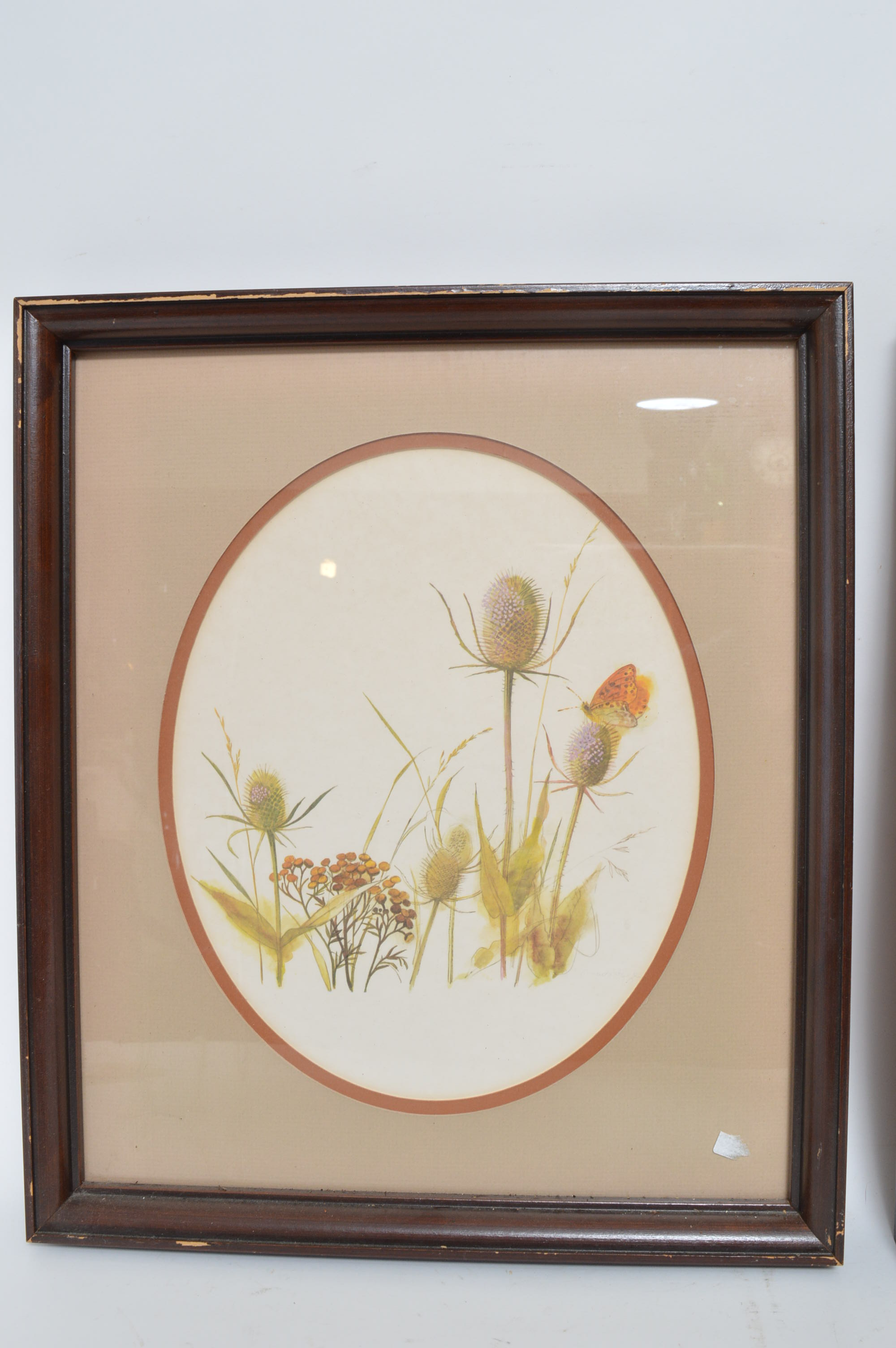 Pair of Offset Lithographs of Wildflowers