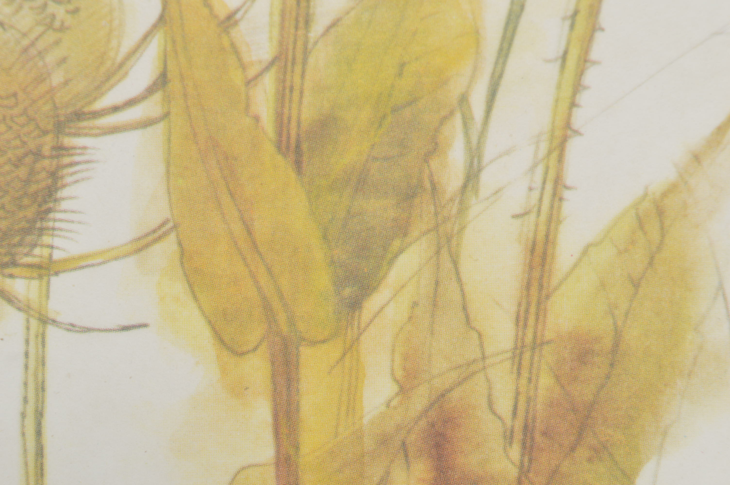 Pair of Offset Lithographs of Wildflowers