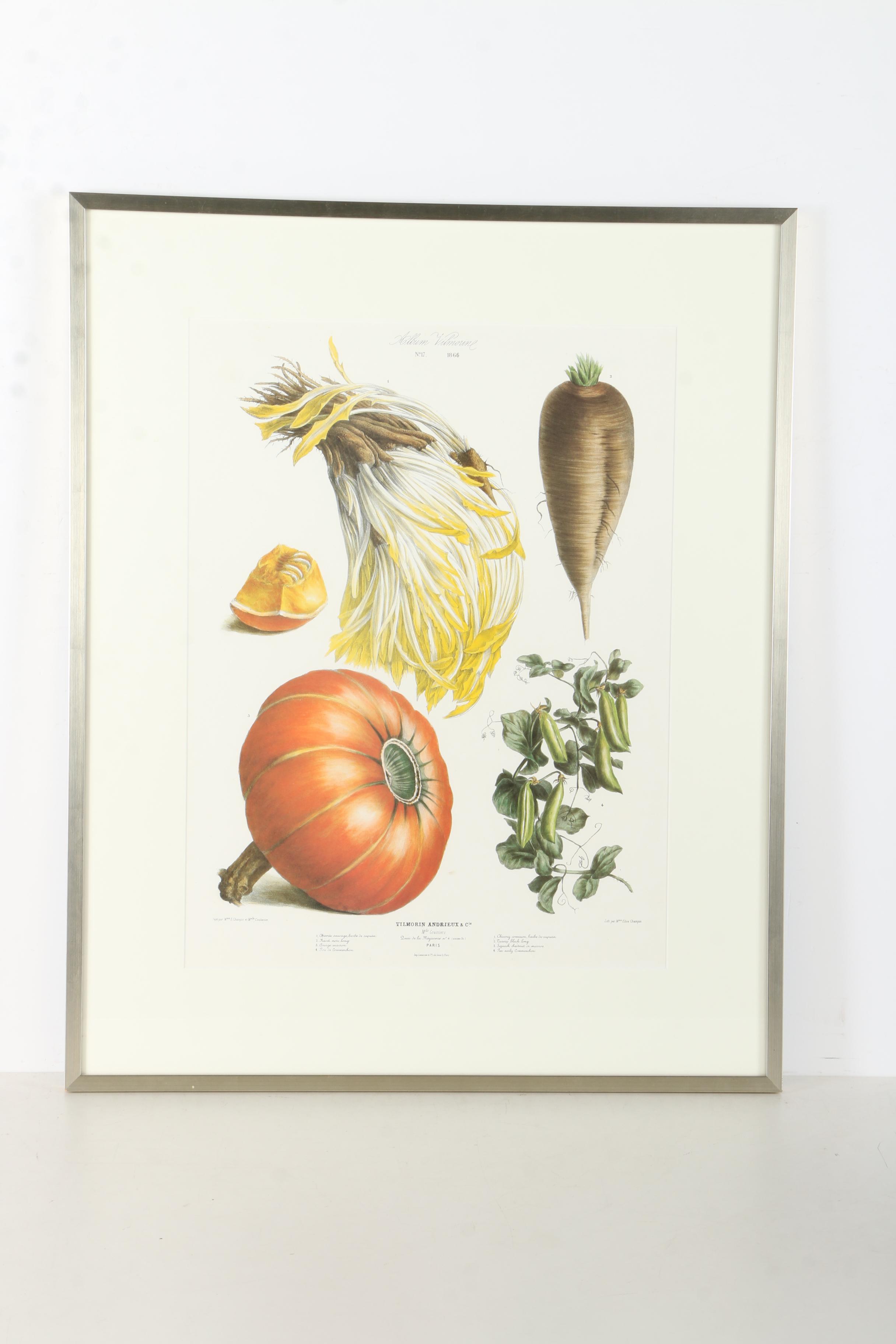 Offset Lithographs After Engravings of Produce from "Album Vilmorin"
