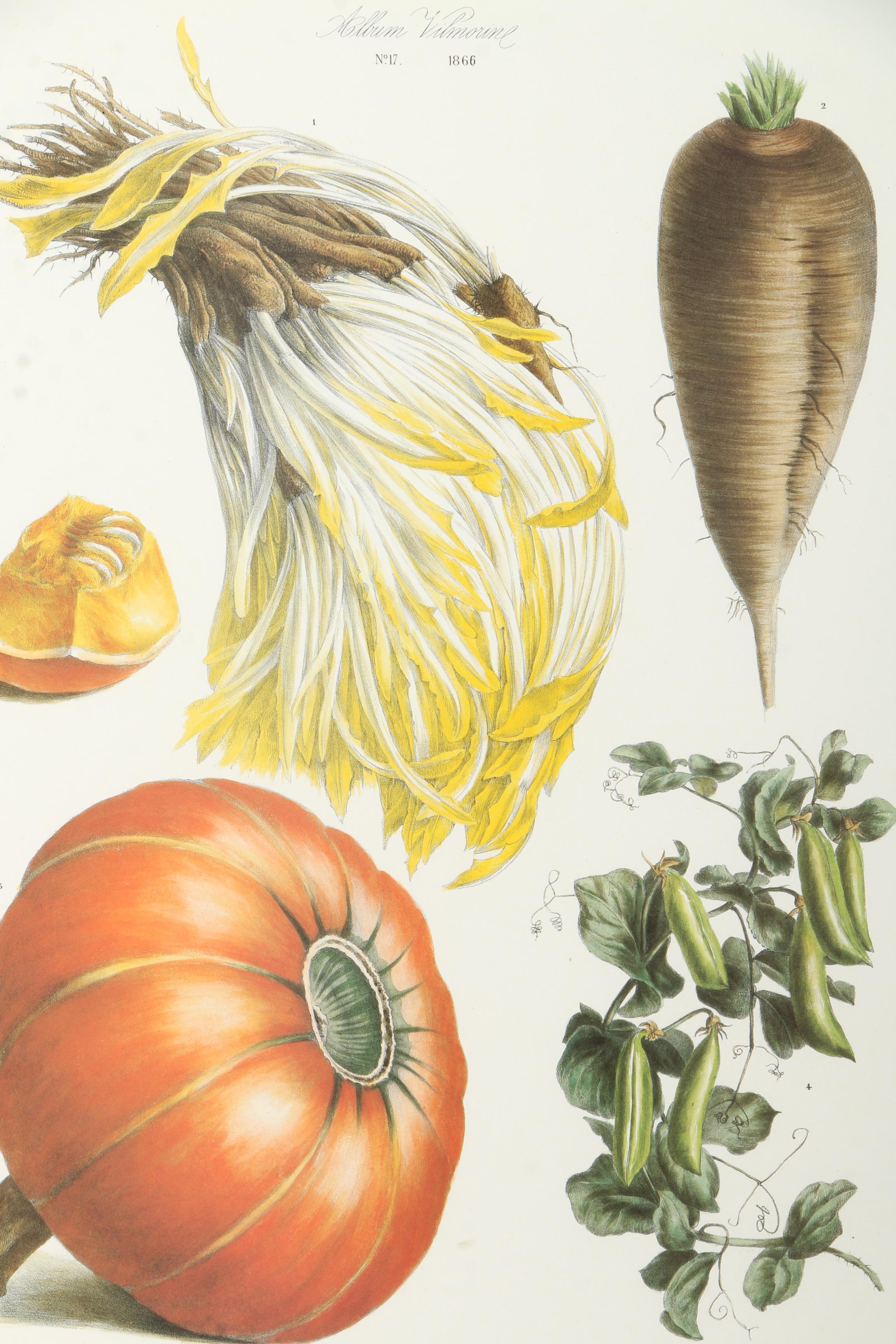 Offset Lithographs After Engravings of Produce from "Album Vilmorin"