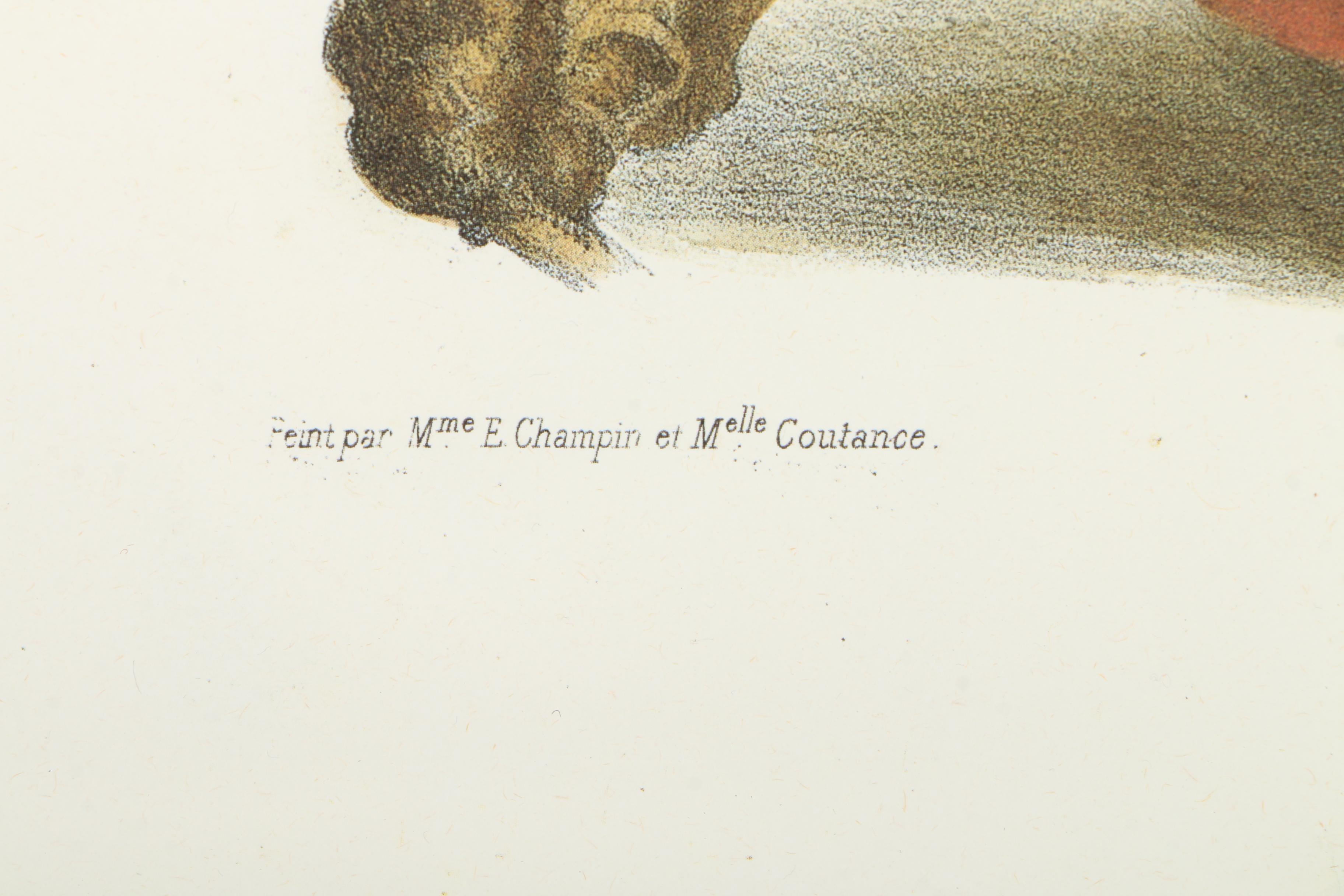 Offset Lithographs After Engravings of Produce from "Album Vilmorin"