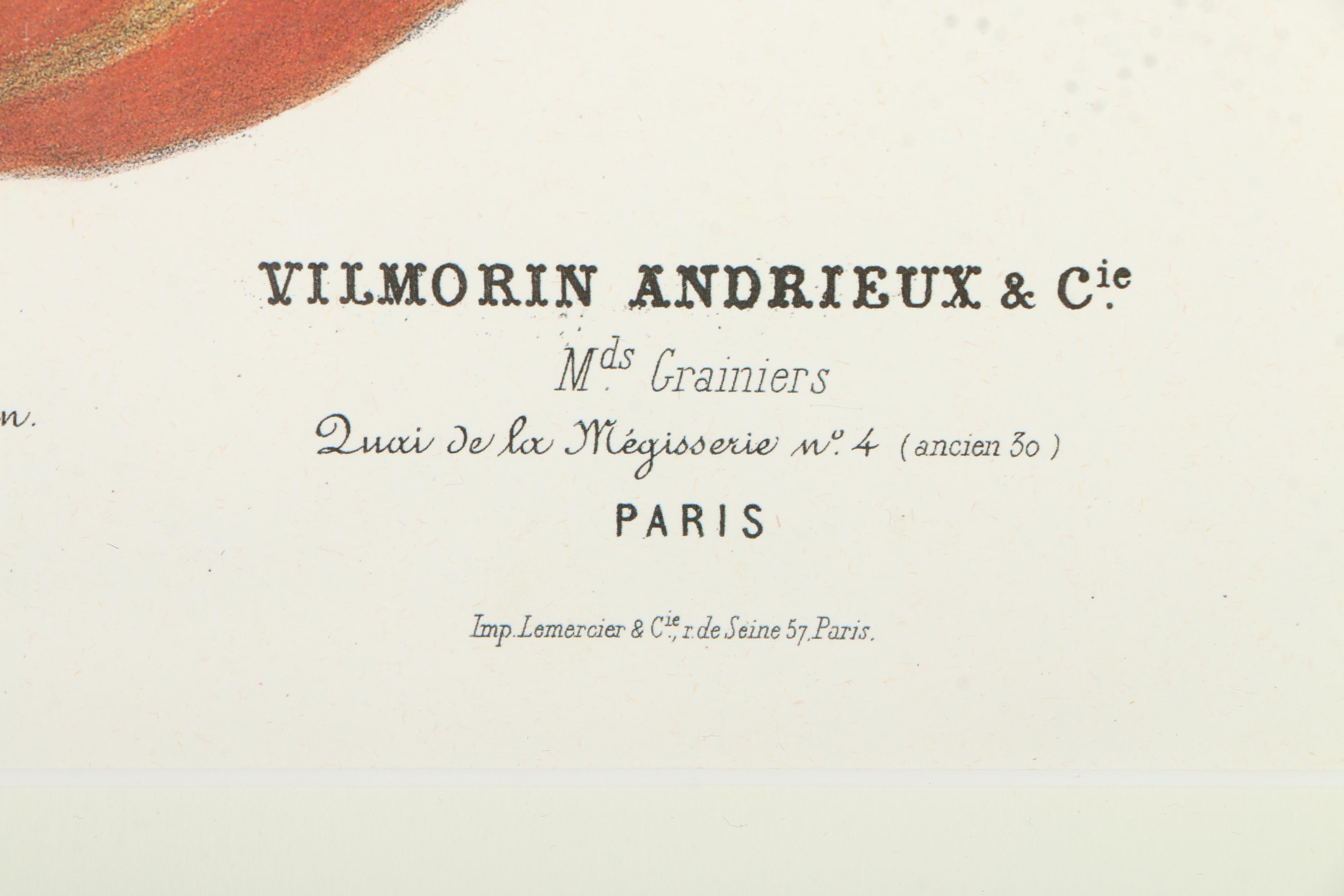 Offset Lithographs After Engravings of Produce from "Album Vilmorin"