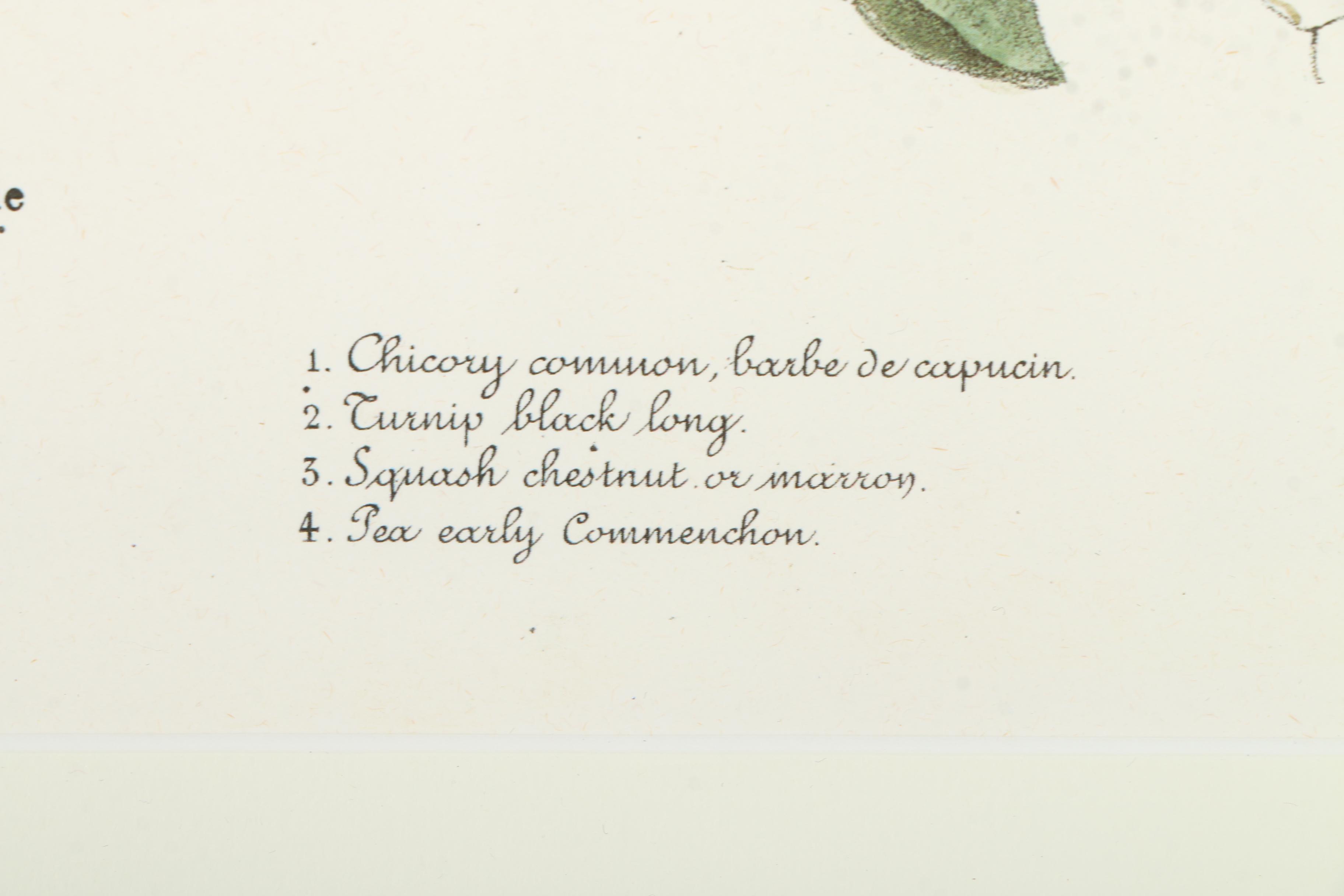 Offset Lithographs After Engravings of Produce from "Album Vilmorin"