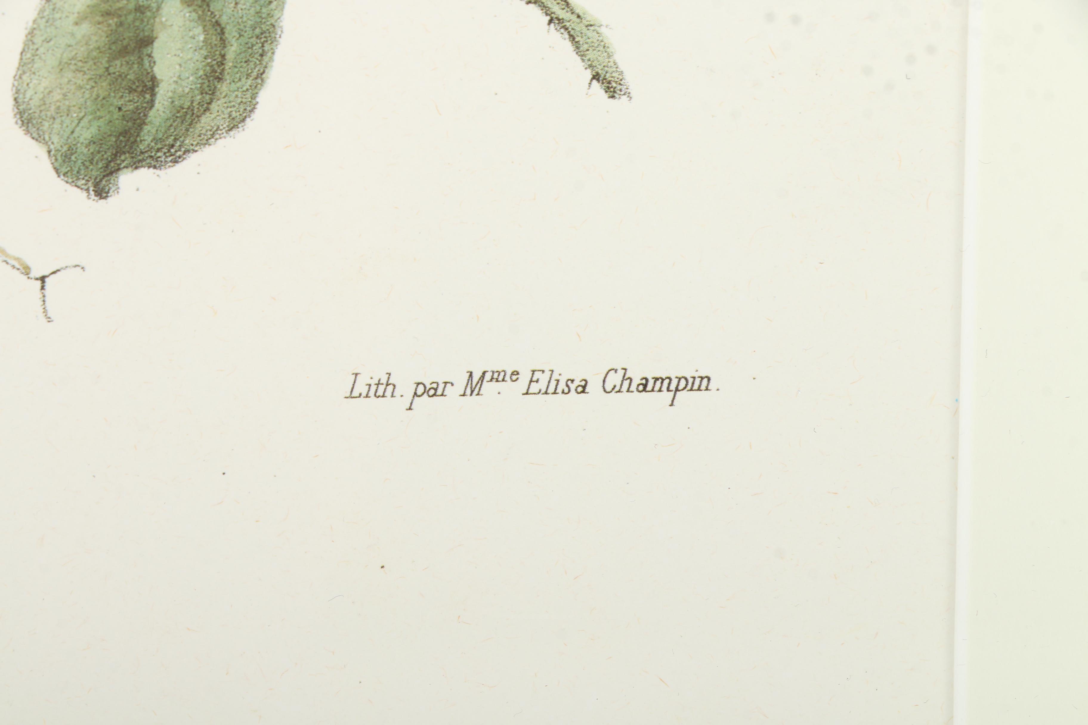 Offset Lithographs After Engravings of Produce from "Album Vilmorin"