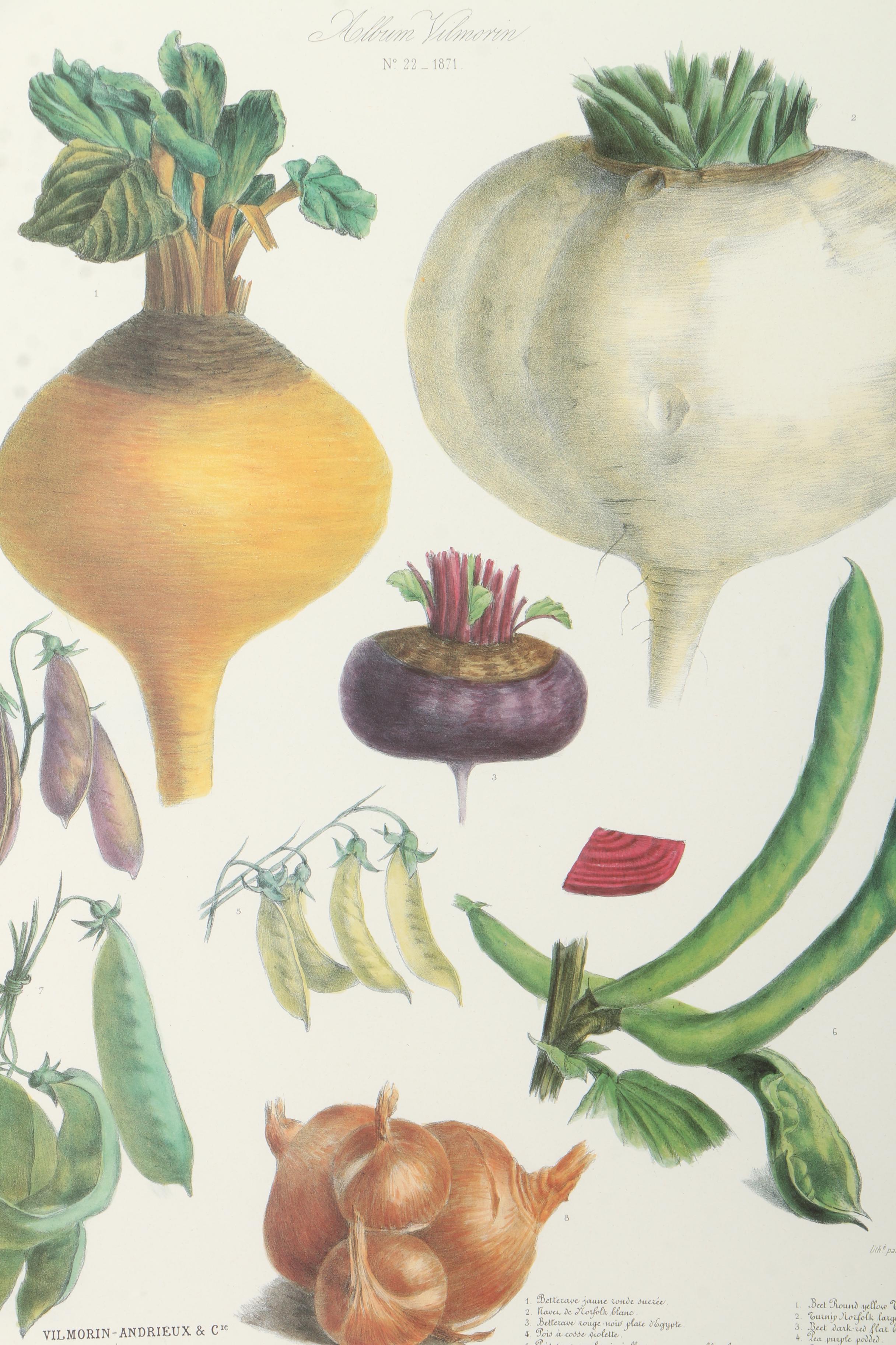 Offset Lithographs After Engravings of Produce from "Album Vilmorin"