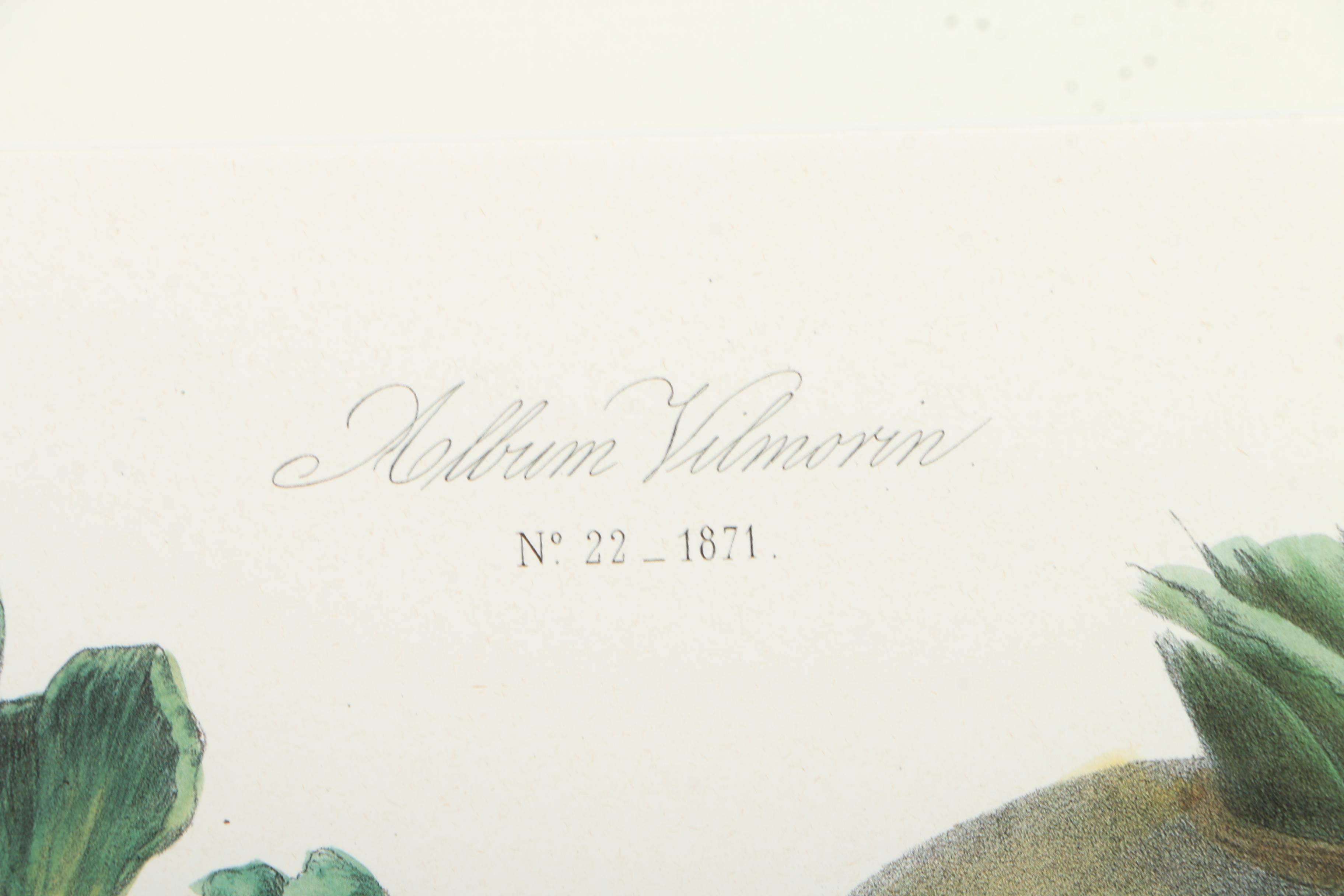 Offset Lithographs After Engravings of Produce from "Album Vilmorin"