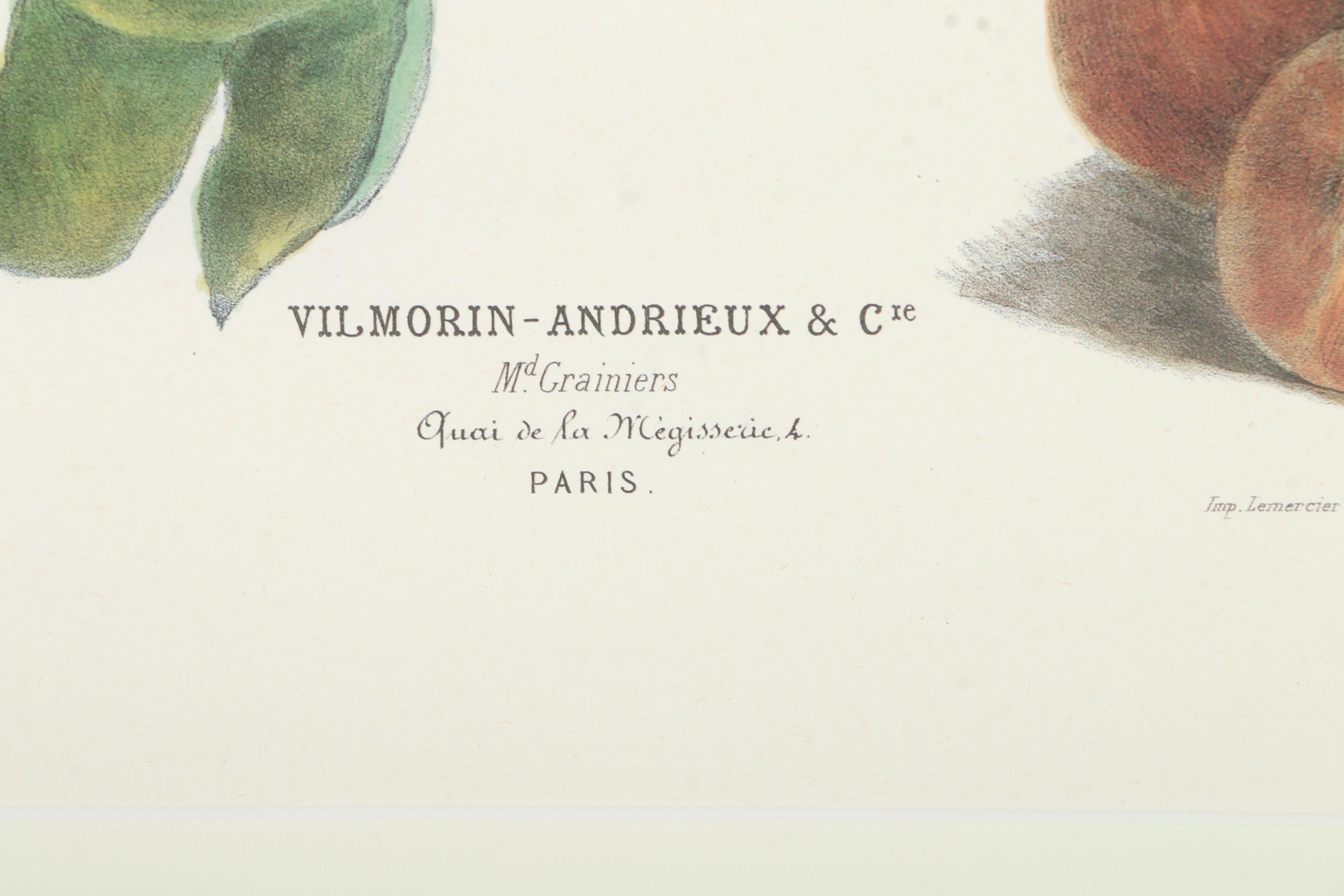 Offset Lithographs After Engravings of Produce from "Album Vilmorin"