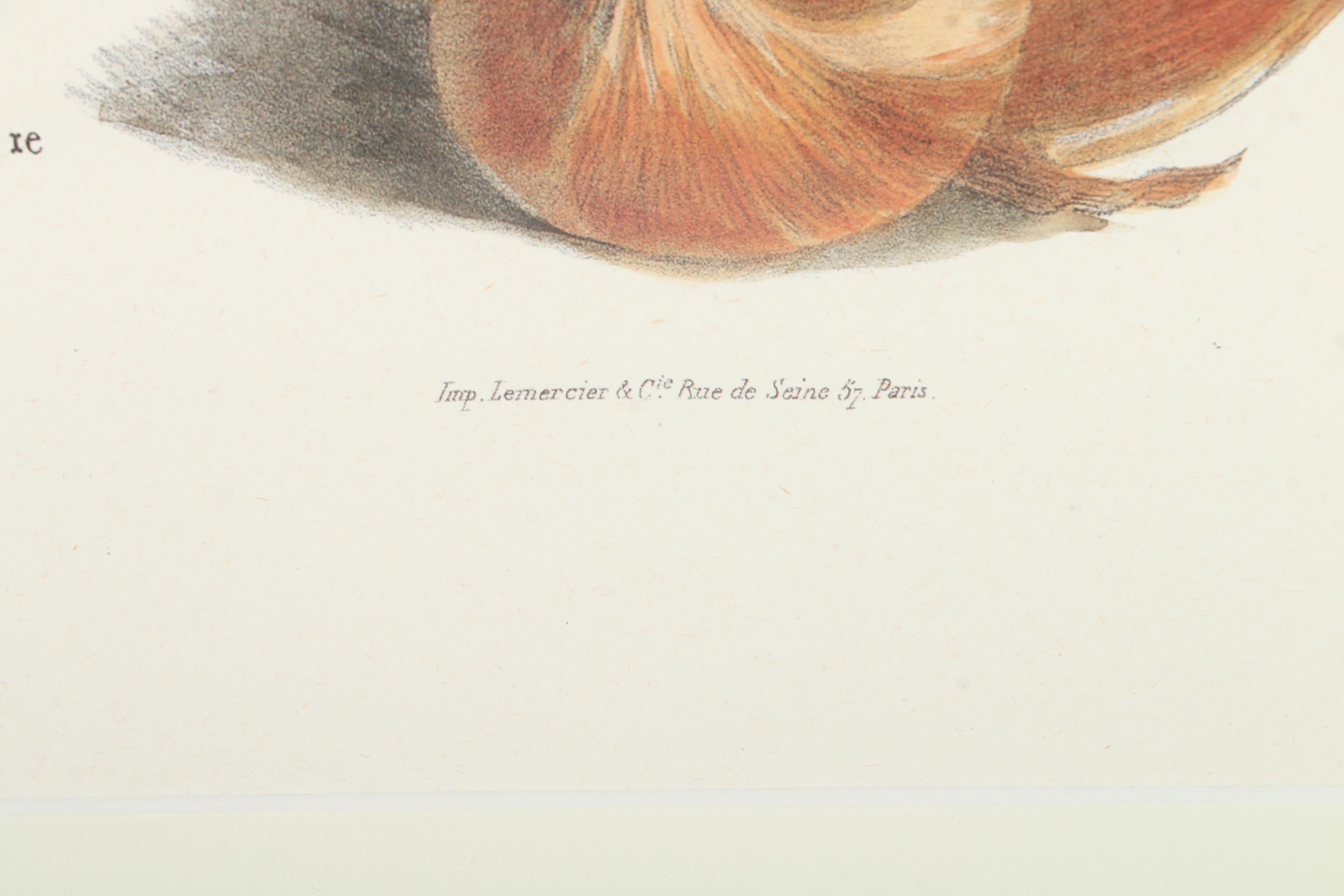 Offset Lithographs After Engravings of Produce from "Album Vilmorin"