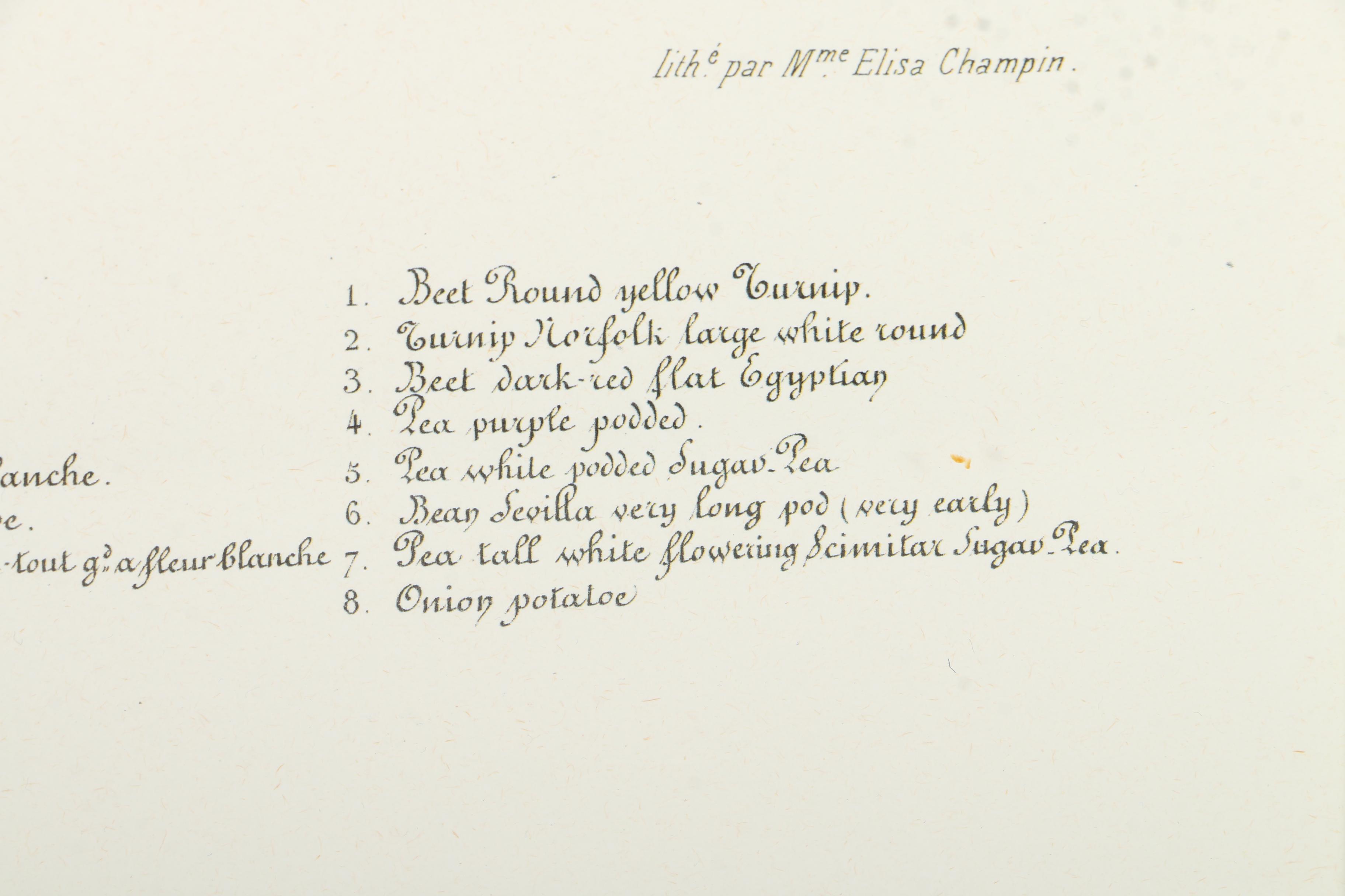 Offset Lithographs After Engravings of Produce from "Album Vilmorin"