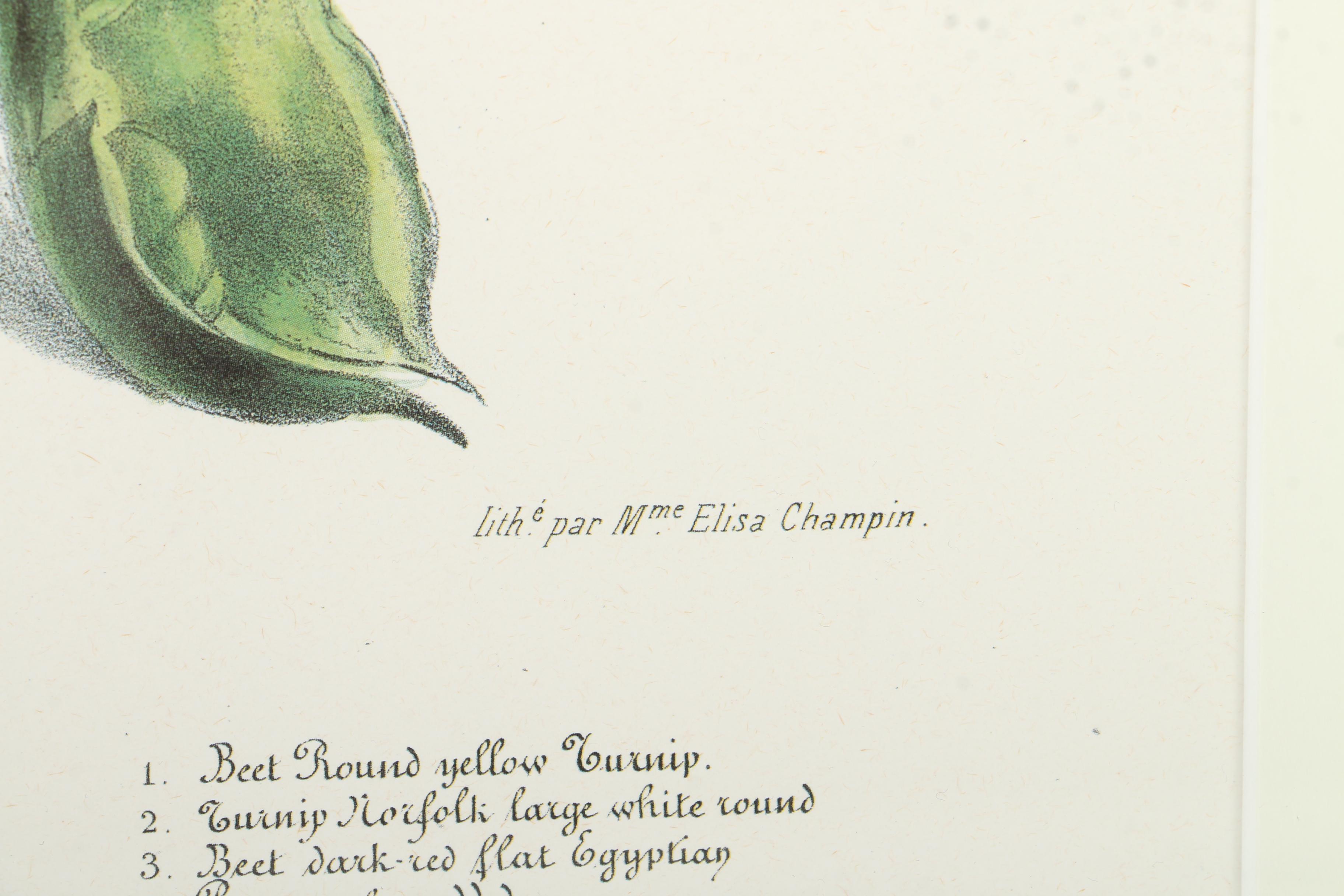 Offset Lithographs After Engravings of Produce from "Album Vilmorin"