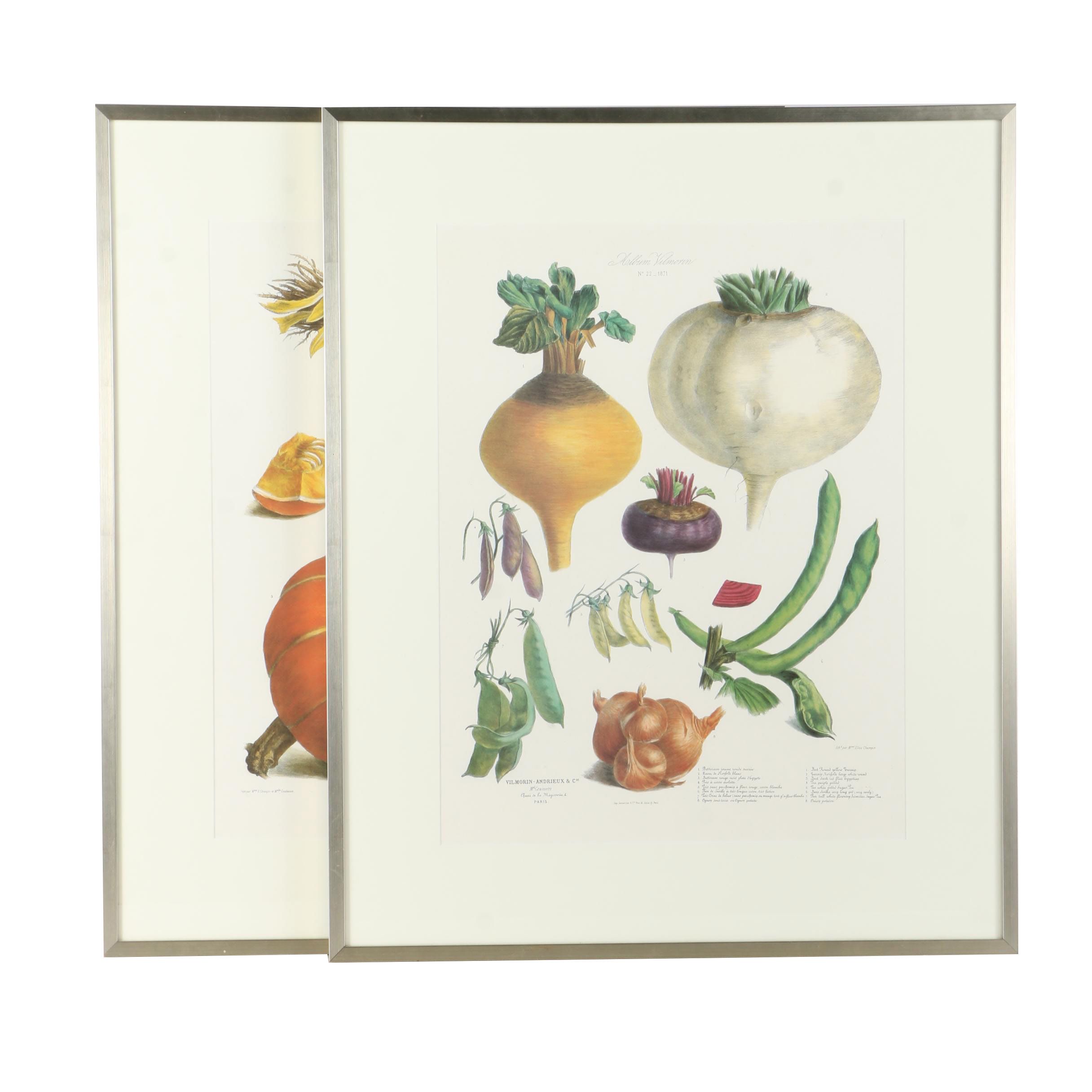 Offset Lithographs After Engravings of Produce from "Album Vilmorin"