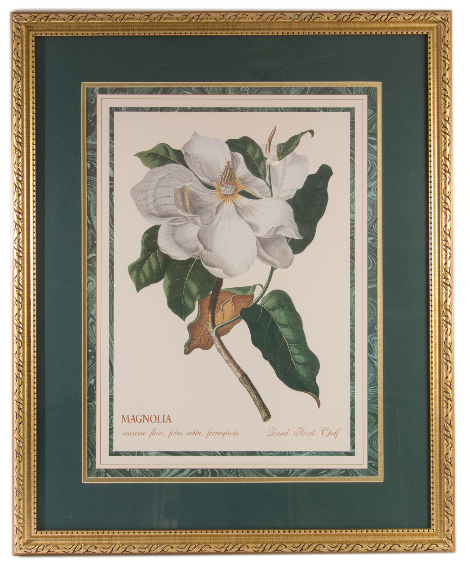 Framed Offset Lithographs Depicting Magnolias