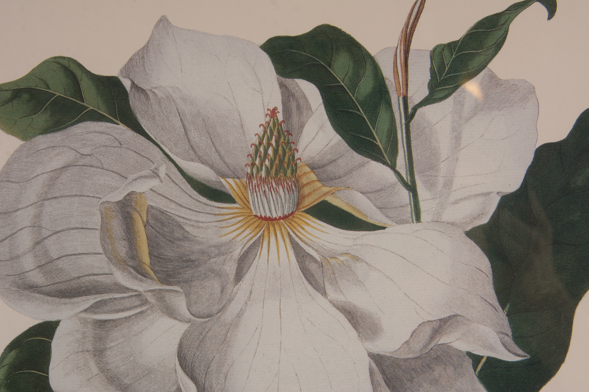 Framed Offset Lithographs Depicting Magnolias