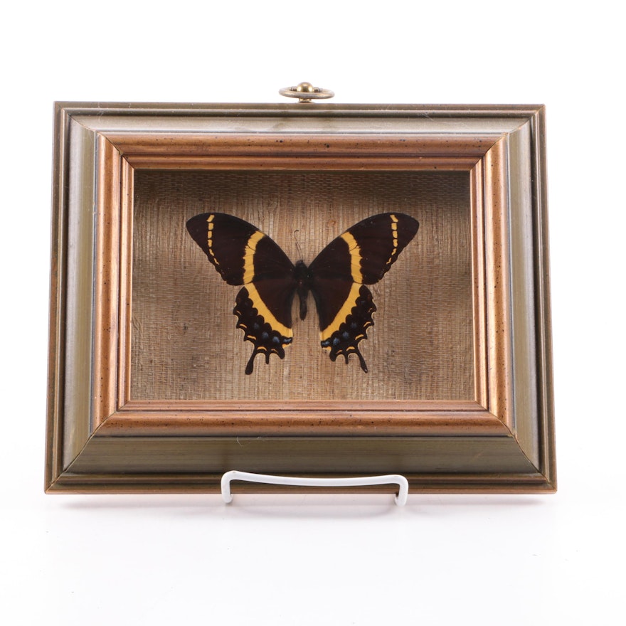 Mounted Swallowtail Butterfly Specimen in Frame