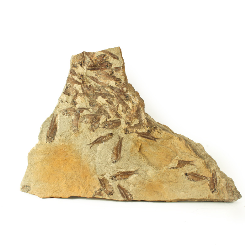 Fossil "Knightia" Specimens