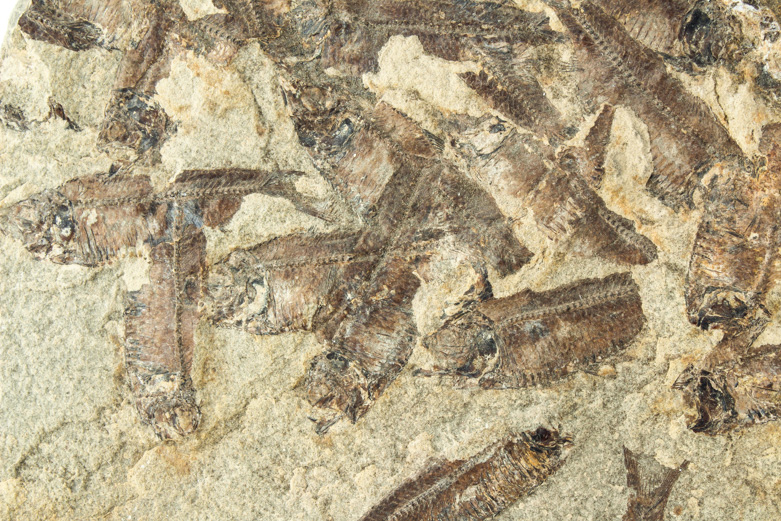 Fossil "Knightia" Specimens