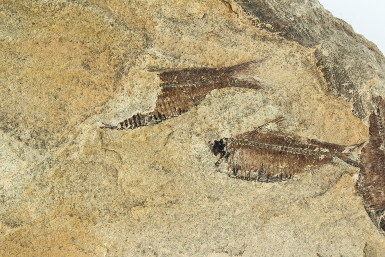 Fossil "Knightia" Specimens