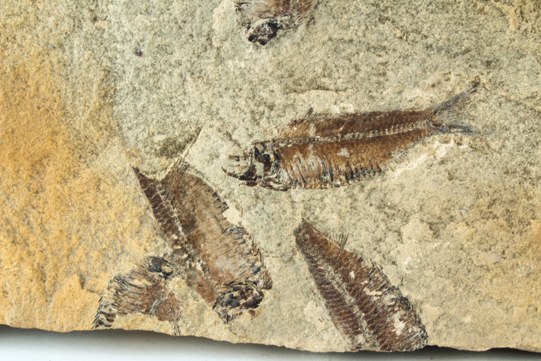Fossil "Knightia" Specimens