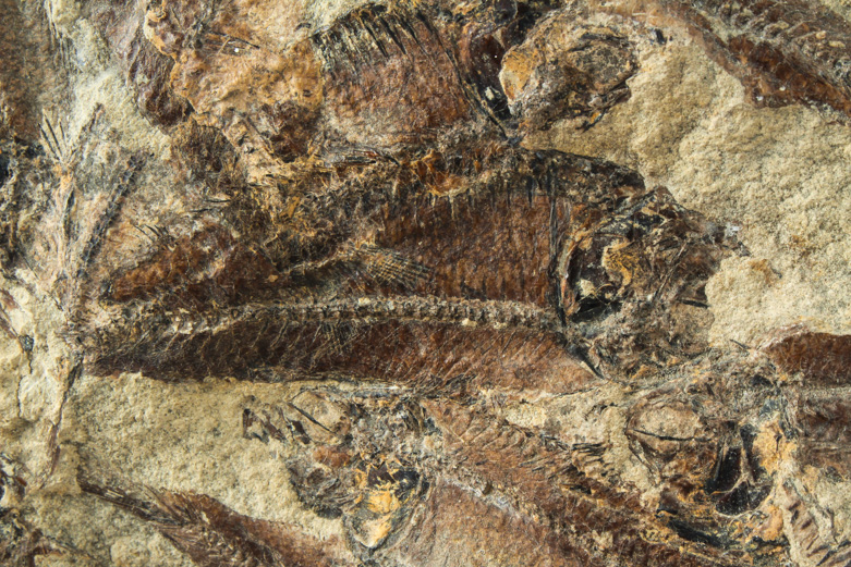 Fossil "Knightia" Specimens