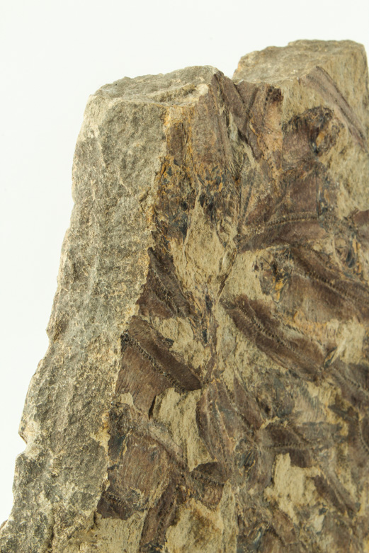 Fossil "Knightia" Specimens