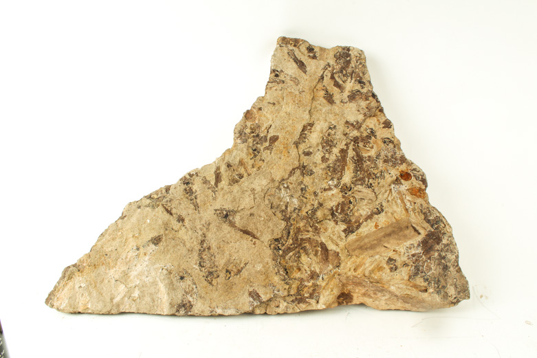 Fossil "Knightia" Specimens