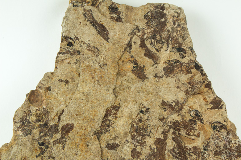 Fossil "Knightia" Specimens