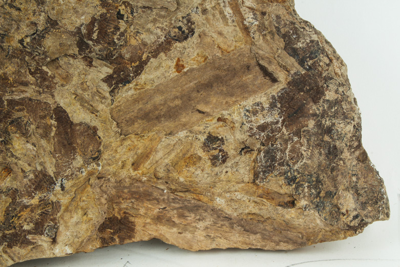 Fossil "Knightia" Specimens