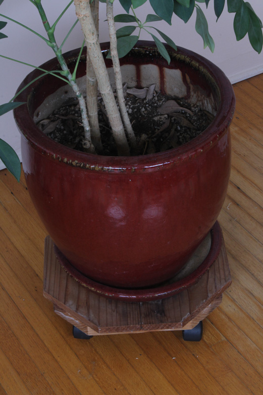 Ceramic Planter with Indoor Tree