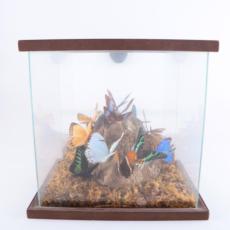 Multi-Species Butterfly Diorama