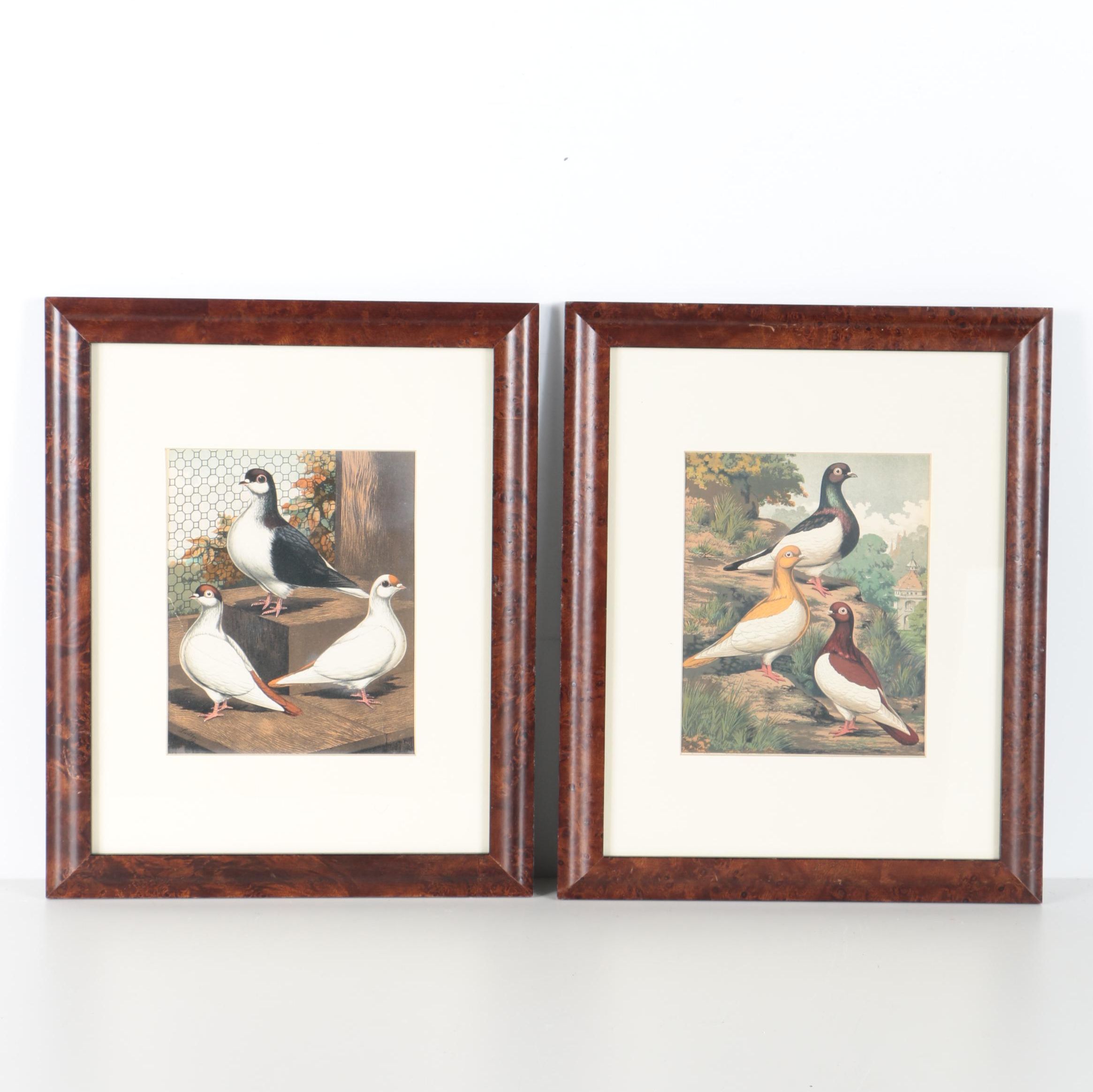 Chromolithographs After Joseph Ludlow for "Cassell's Pigeon Book"