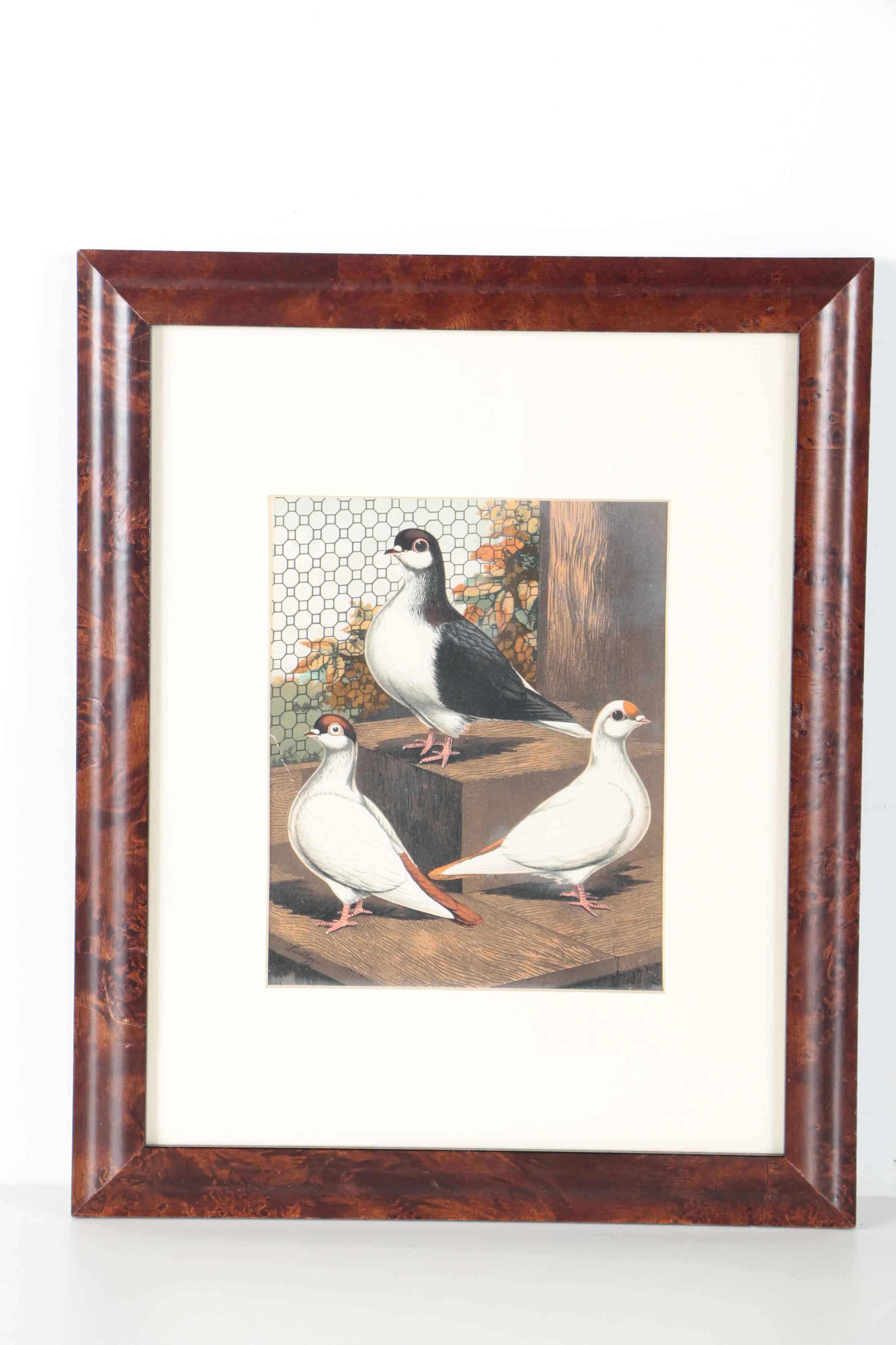 Chromolithographs After Joseph Ludlow for "Cassell's Pigeon Book"