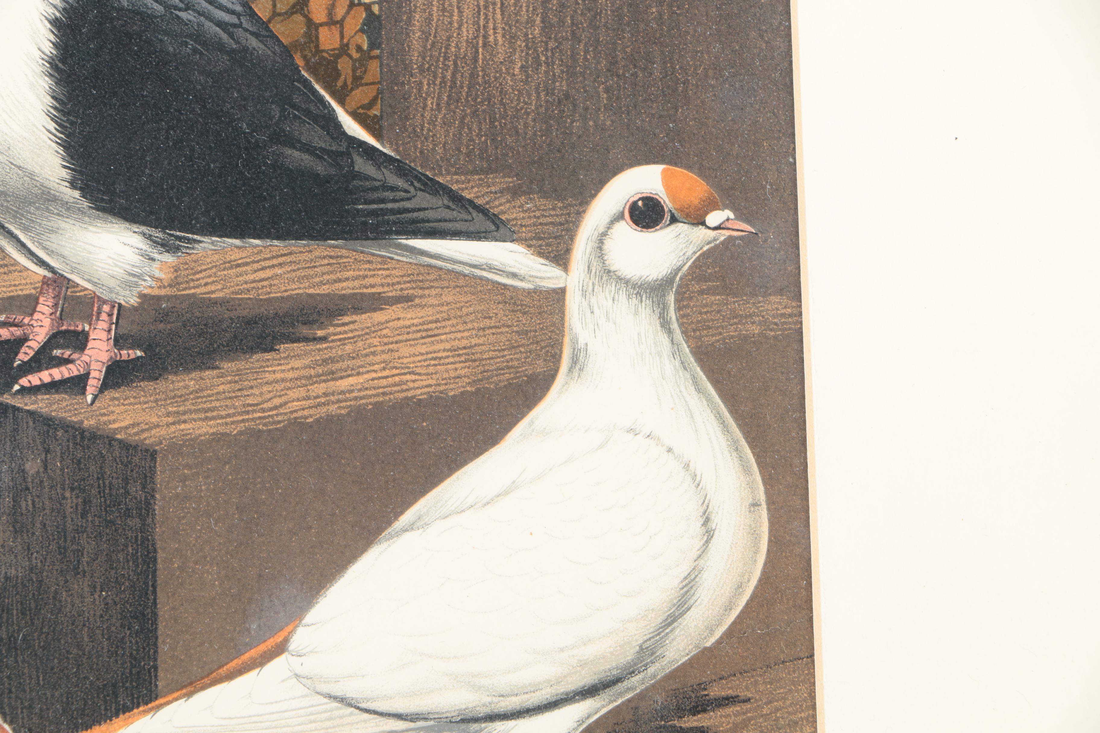 Chromolithographs After Joseph Ludlow for "Cassell's Pigeon Book"