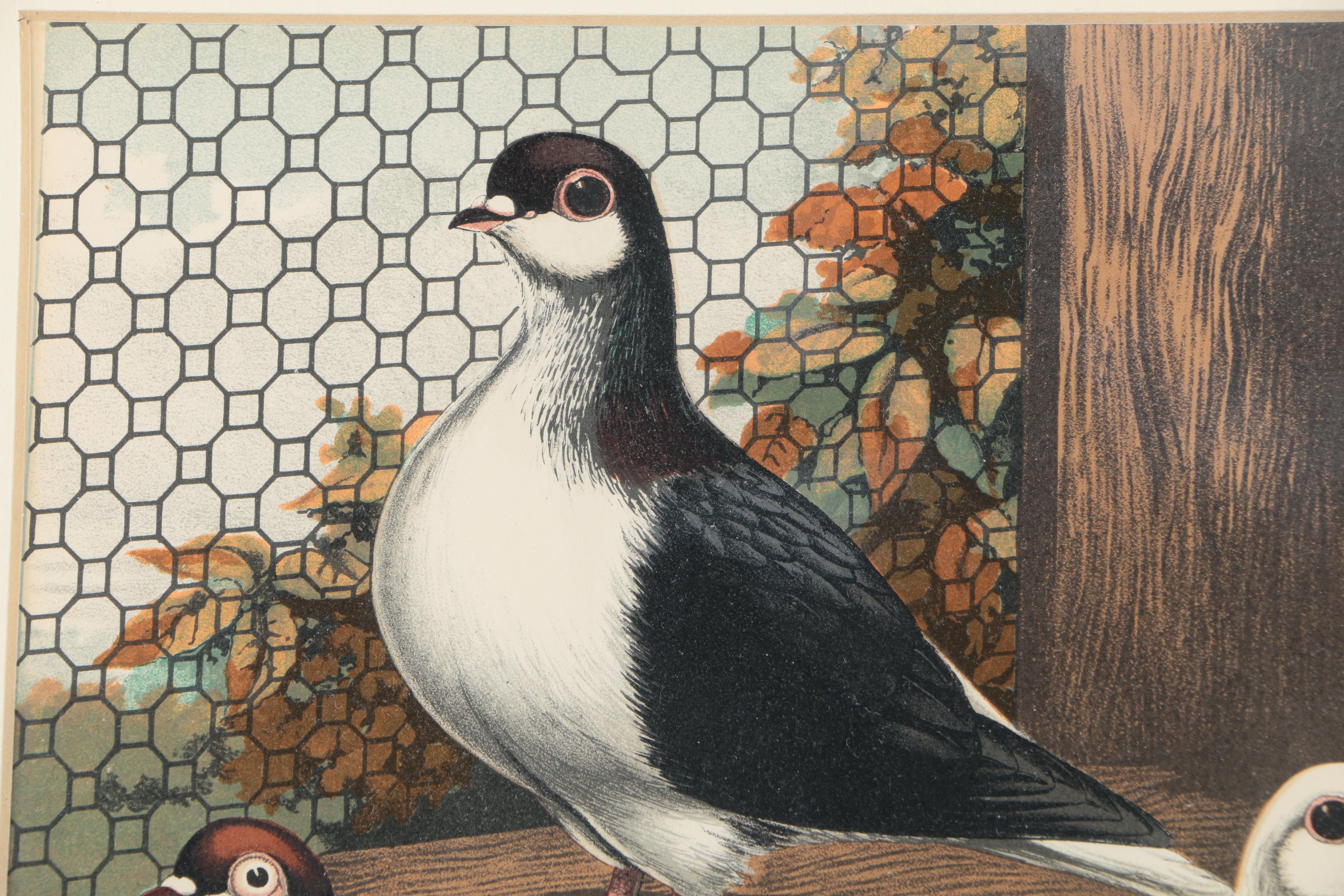 Chromolithographs After Joseph Ludlow for "Cassell's Pigeon Book"
