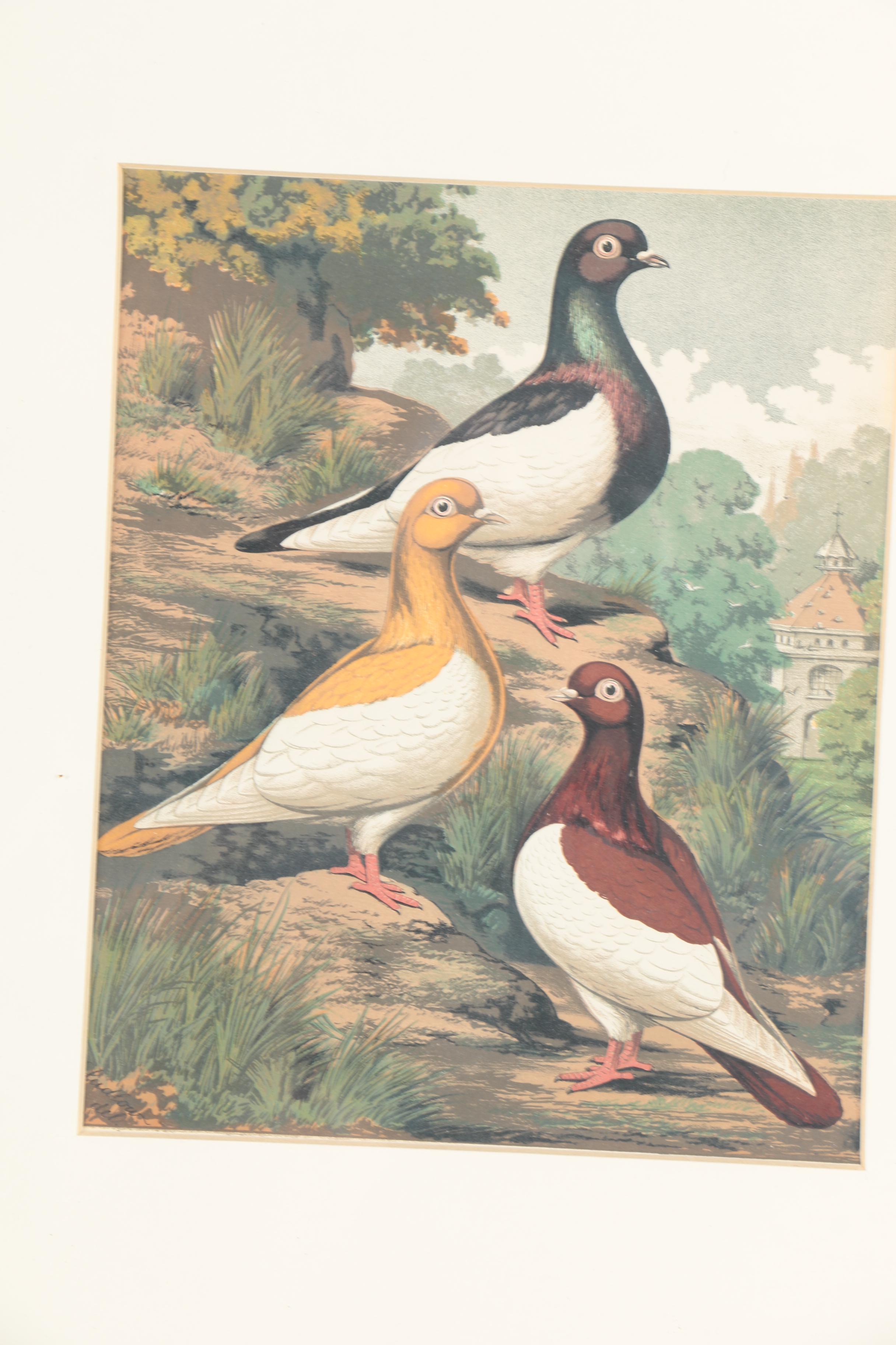 Chromolithographs After Joseph Ludlow for "Cassell's Pigeon Book"