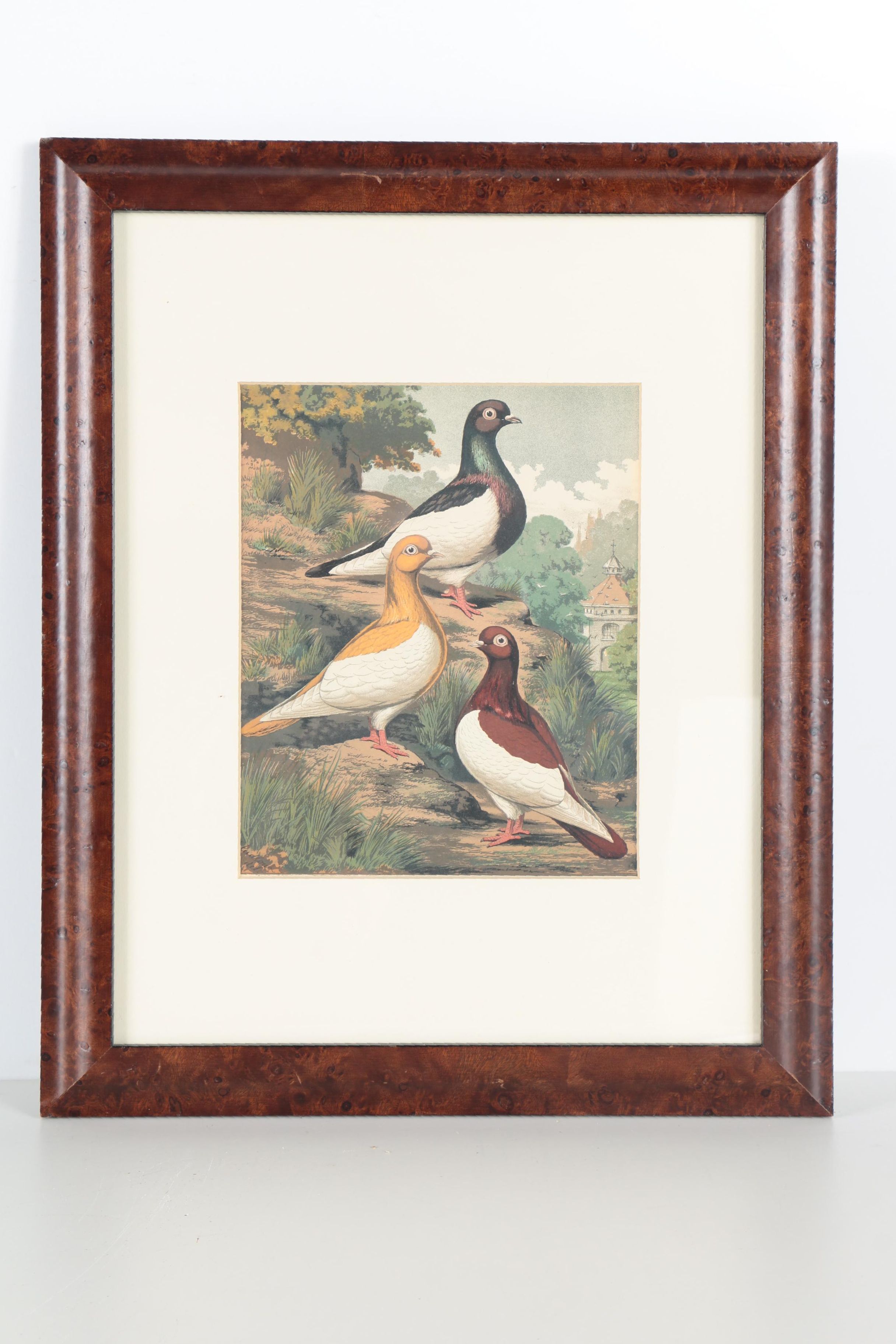Chromolithographs After Joseph Ludlow for "Cassell's Pigeon Book"