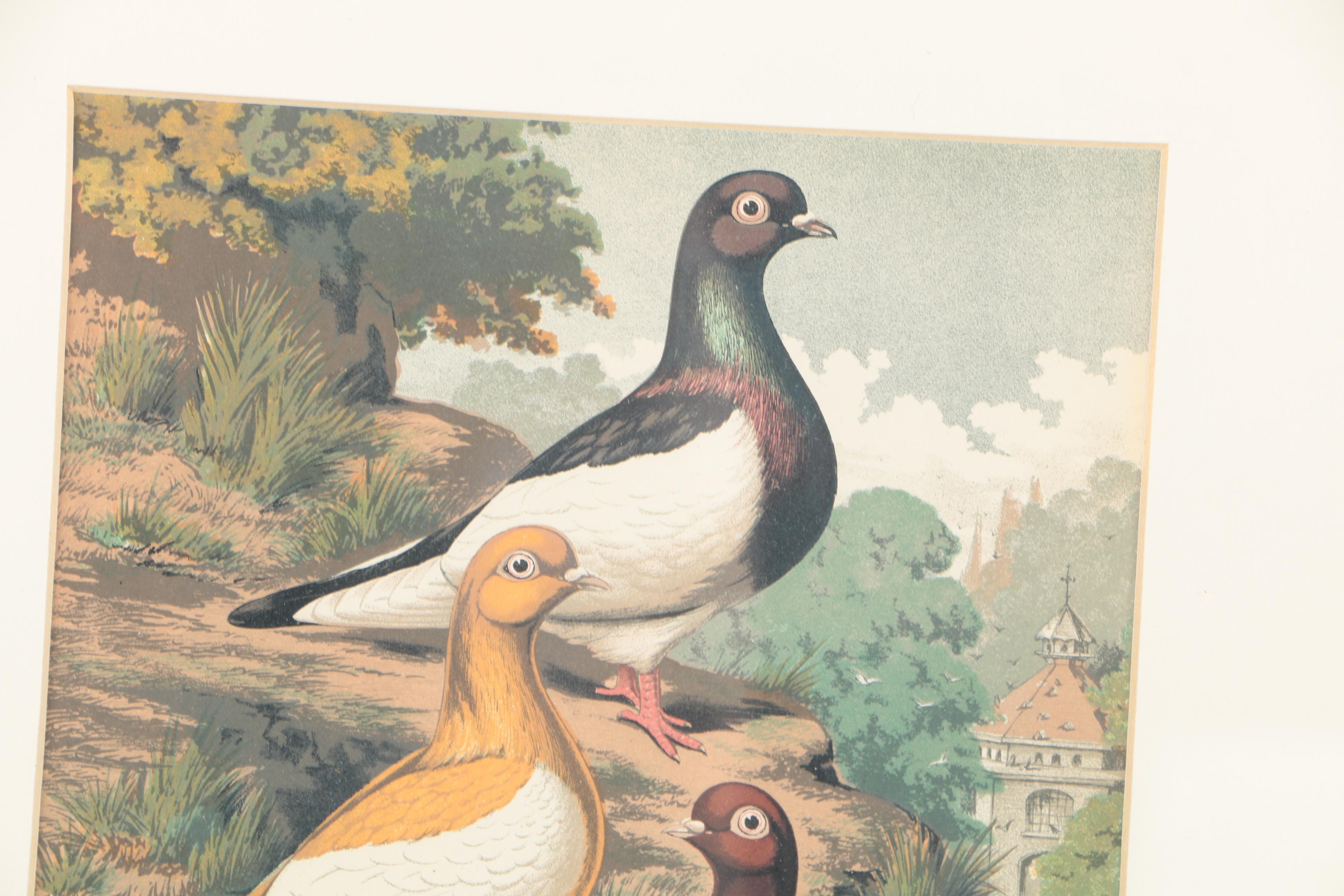 Chromolithographs After Joseph Ludlow for "Cassell's Pigeon Book"
