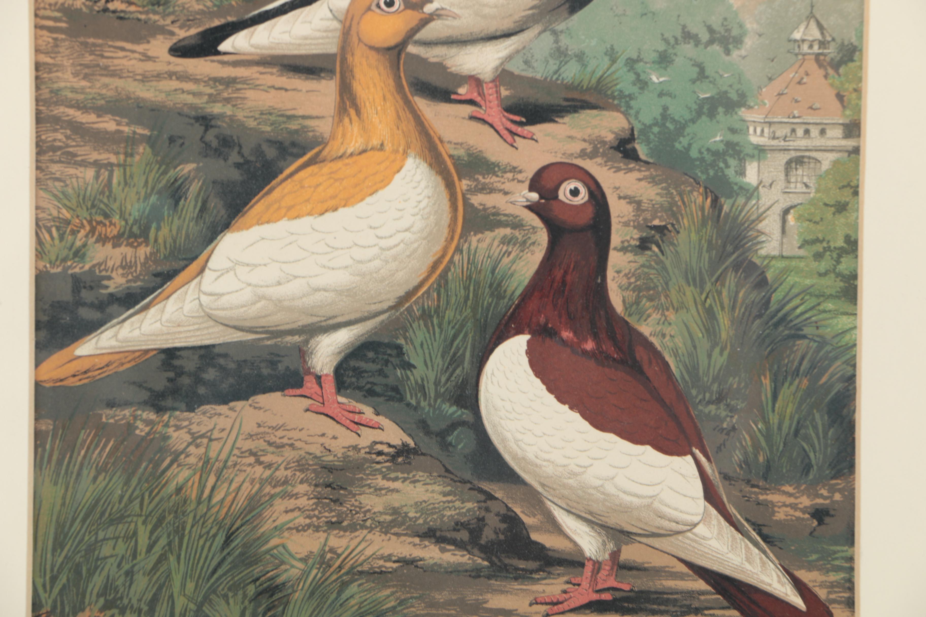 Chromolithographs After Joseph Ludlow for "Cassell's Pigeon Book"