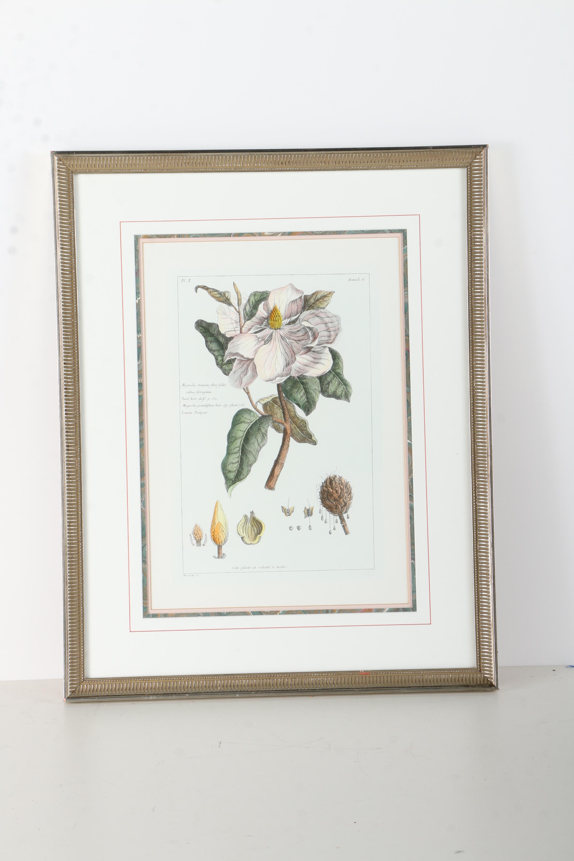 Botanical Hand Colored Lithographs by Fessard
