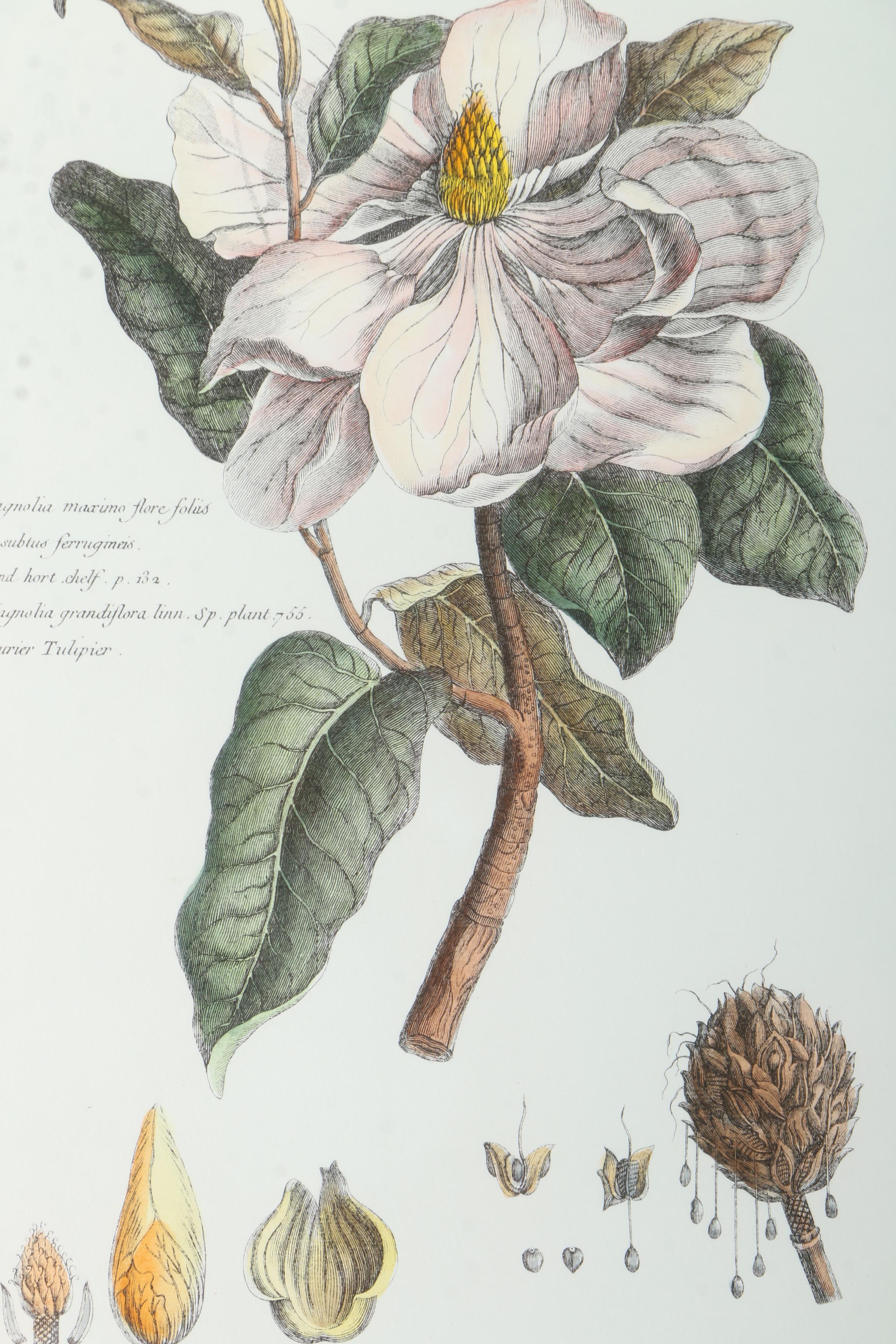 Botanical Hand Colored Lithographs by Fessard
