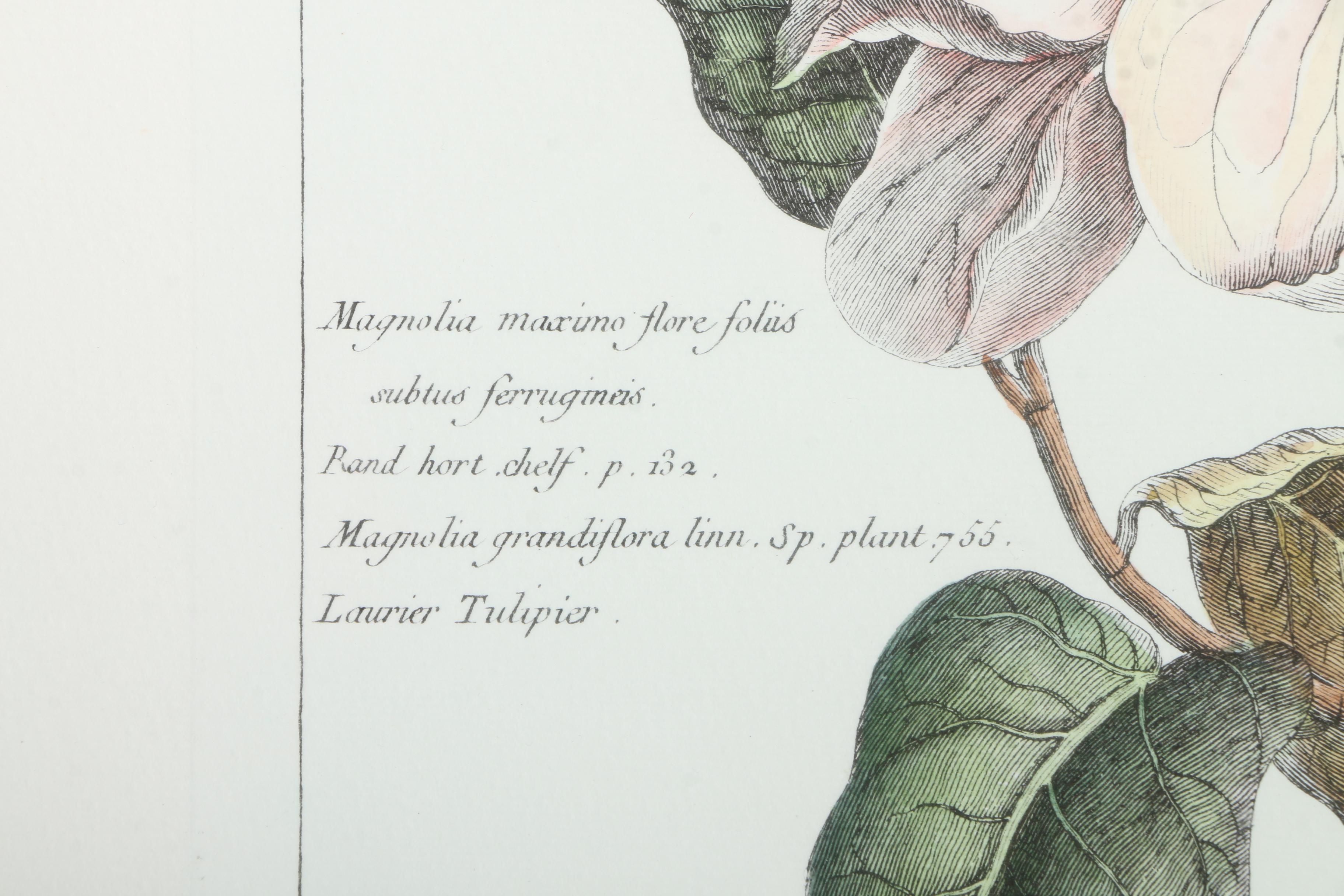 Botanical Hand Colored Lithographs by Fessard